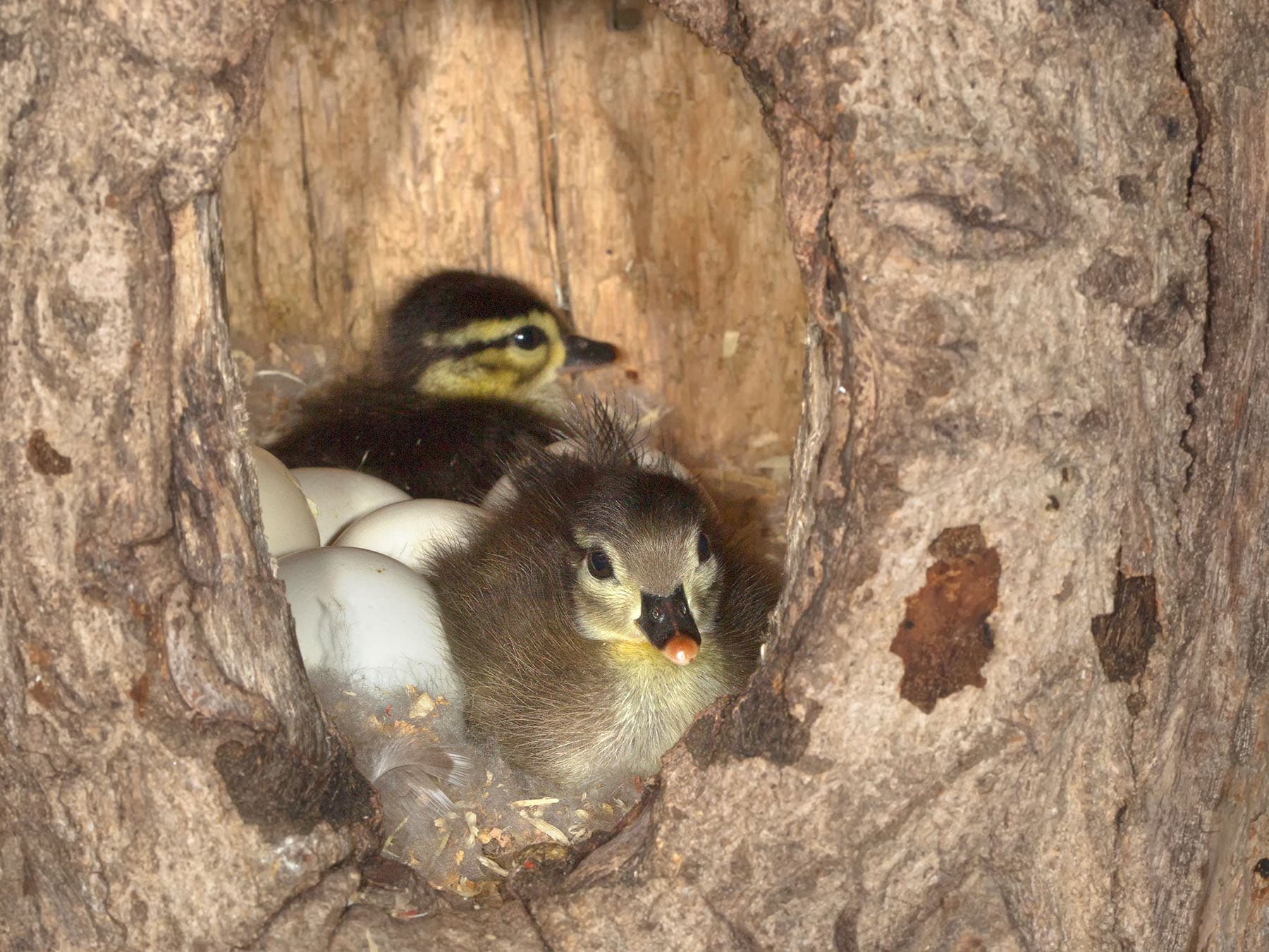Wood duck cavity nest