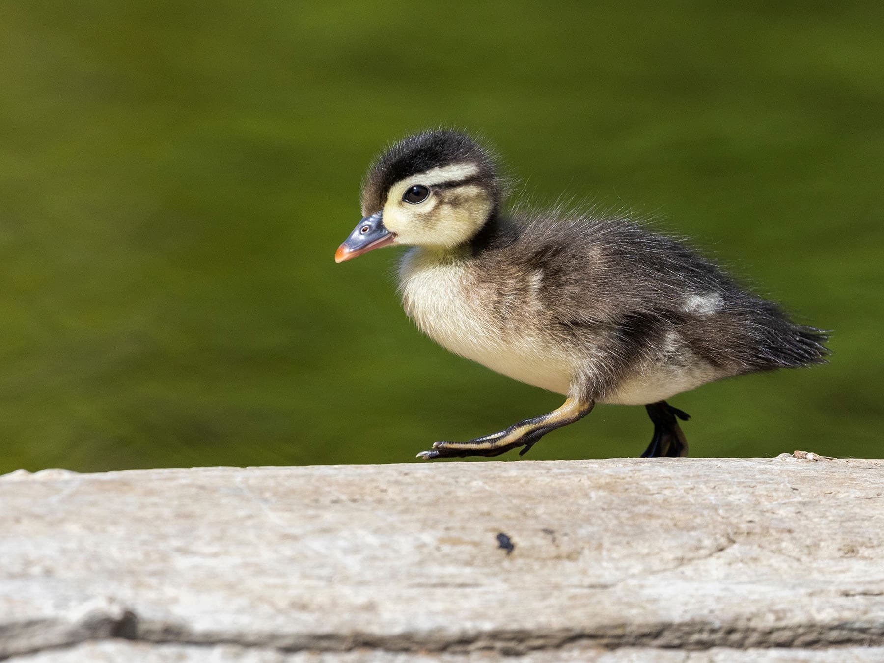 Wood duck duckling