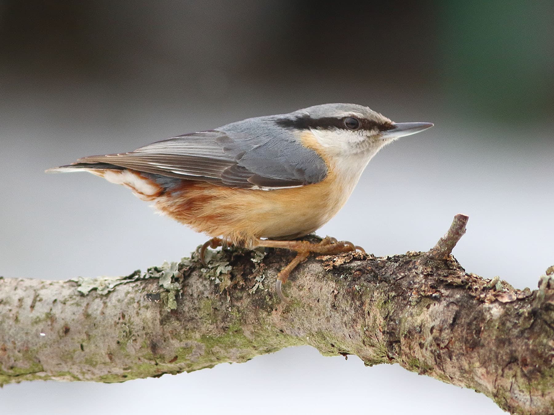 Nuthatches are most abundant in deciduous woodlands