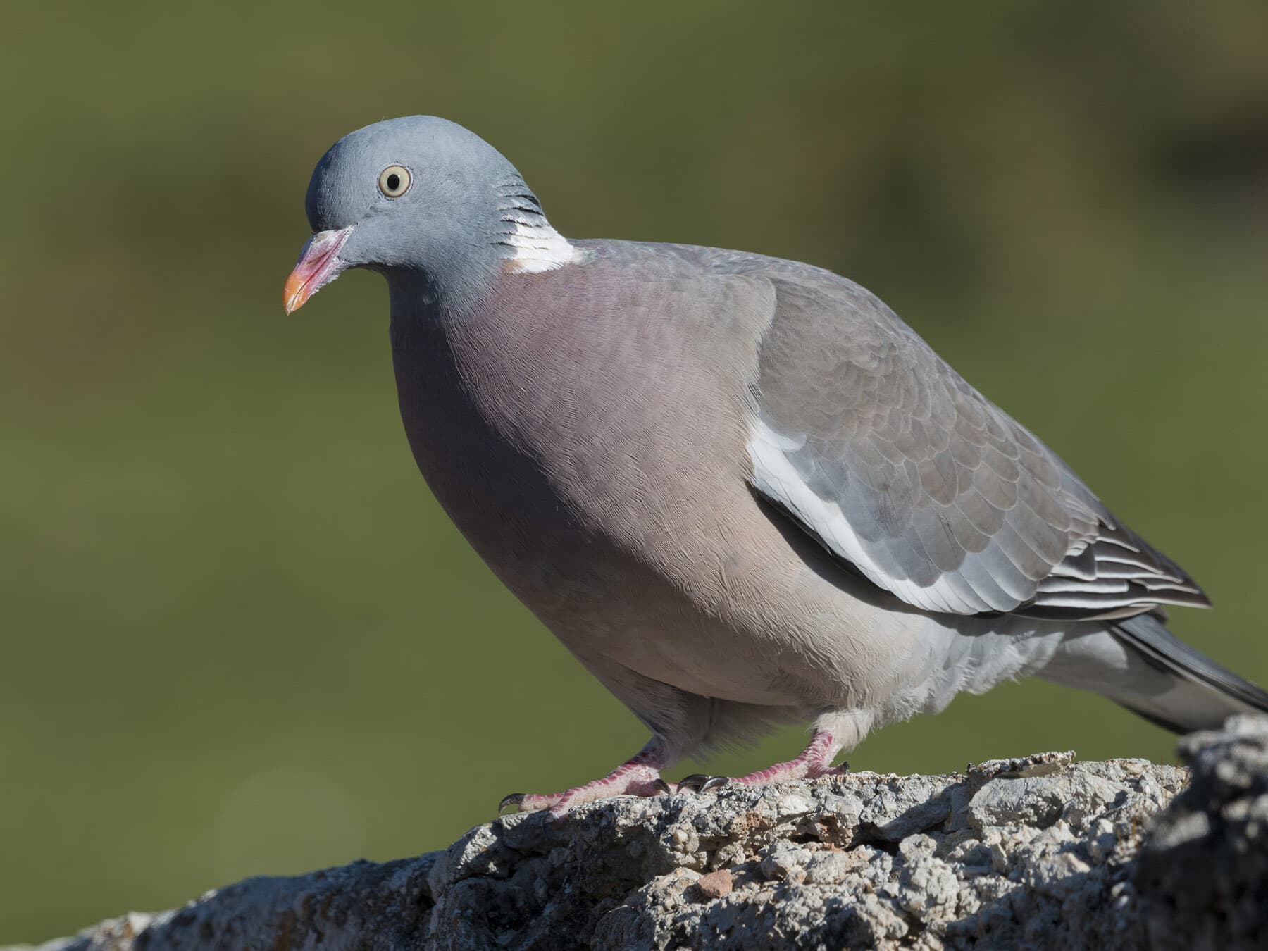 Wood pigeon female