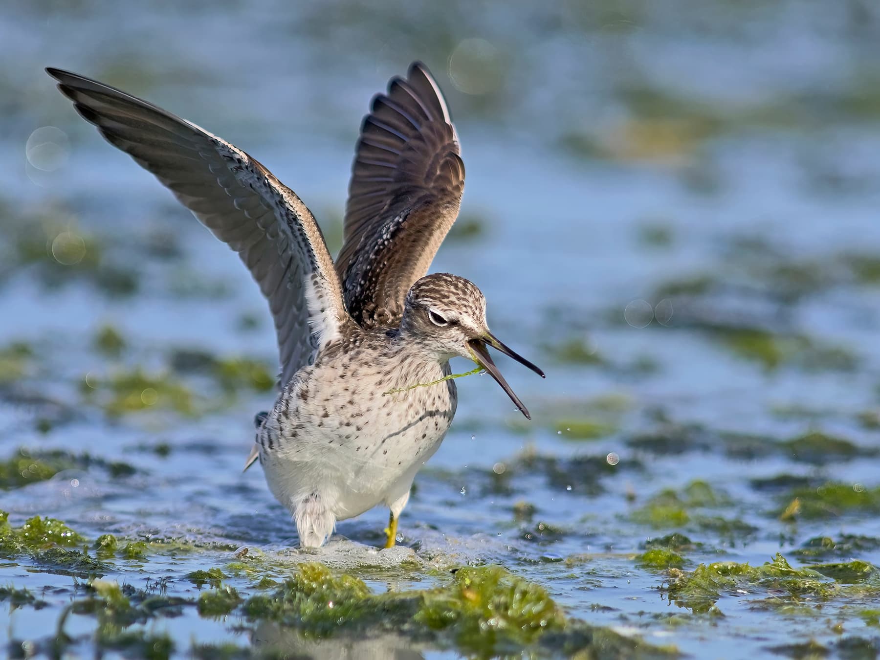 Wood Sandpiper crying out