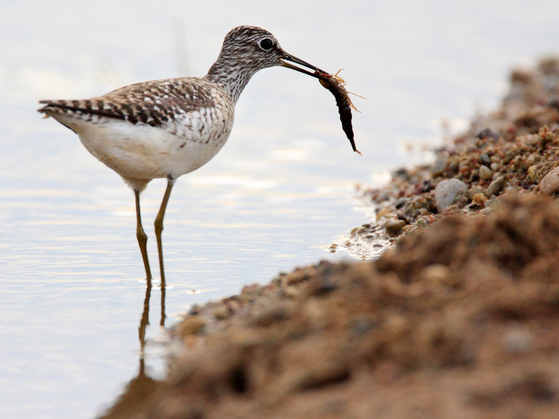 Wood Sandpiper with an prey in its beak