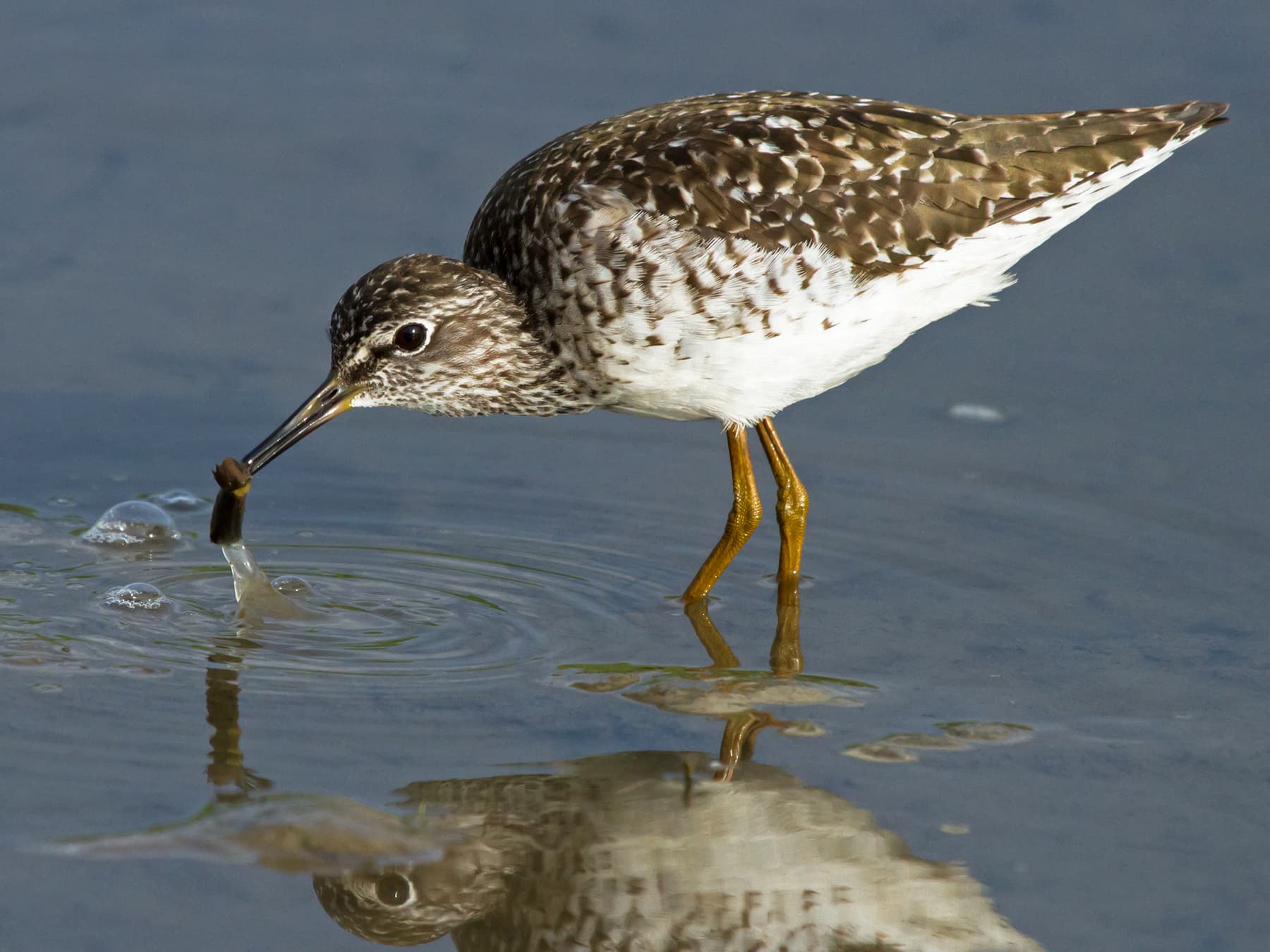 Wood Sandpiper feeding along the edge of a river