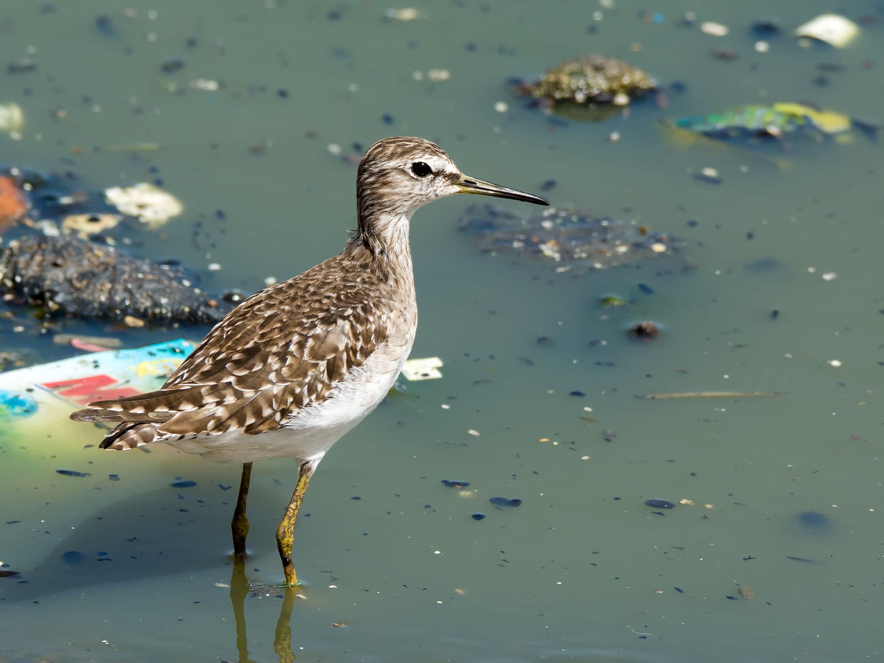 Wood sandpiper in polluted pond