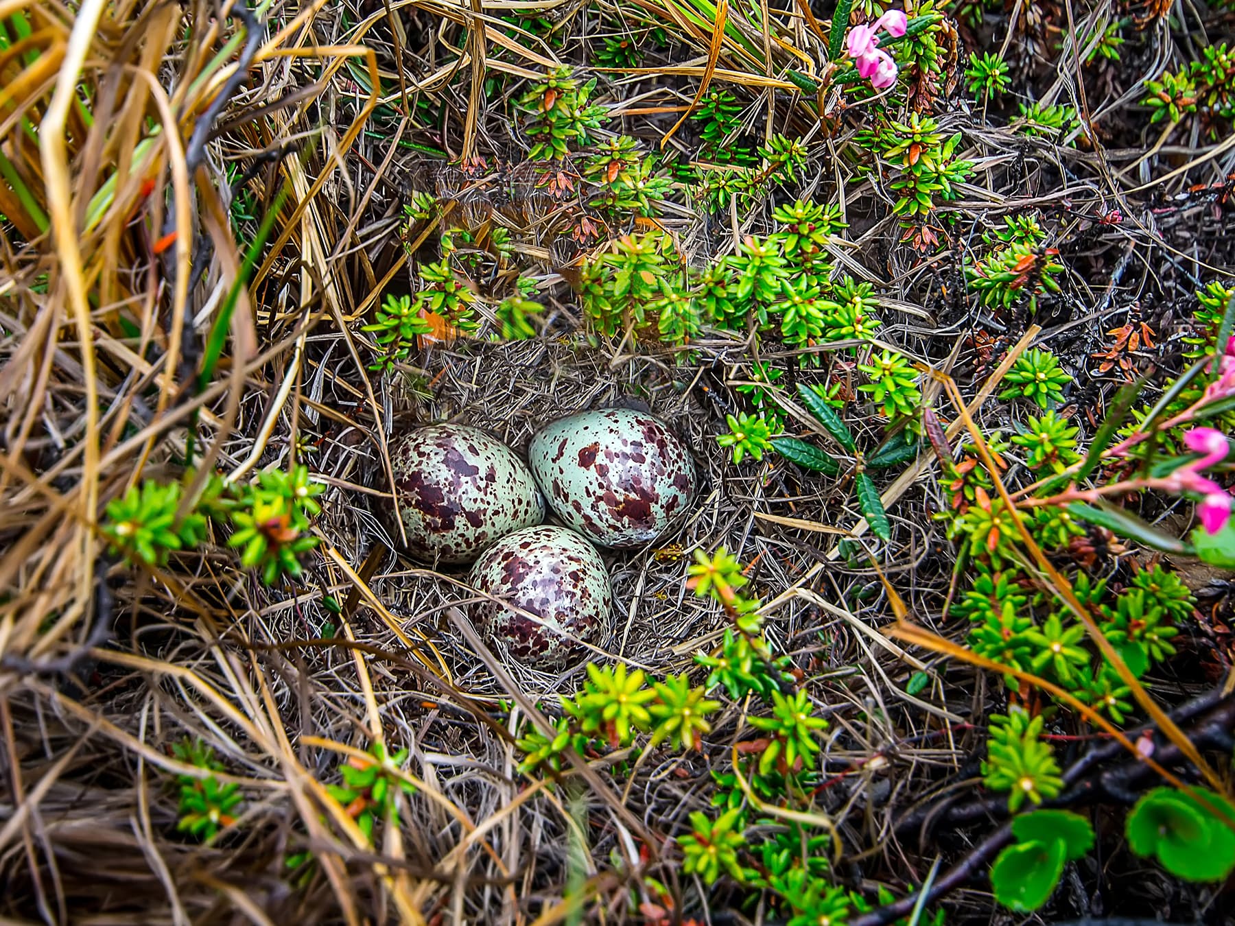Nest of a Wood Sandpiper with three eggs