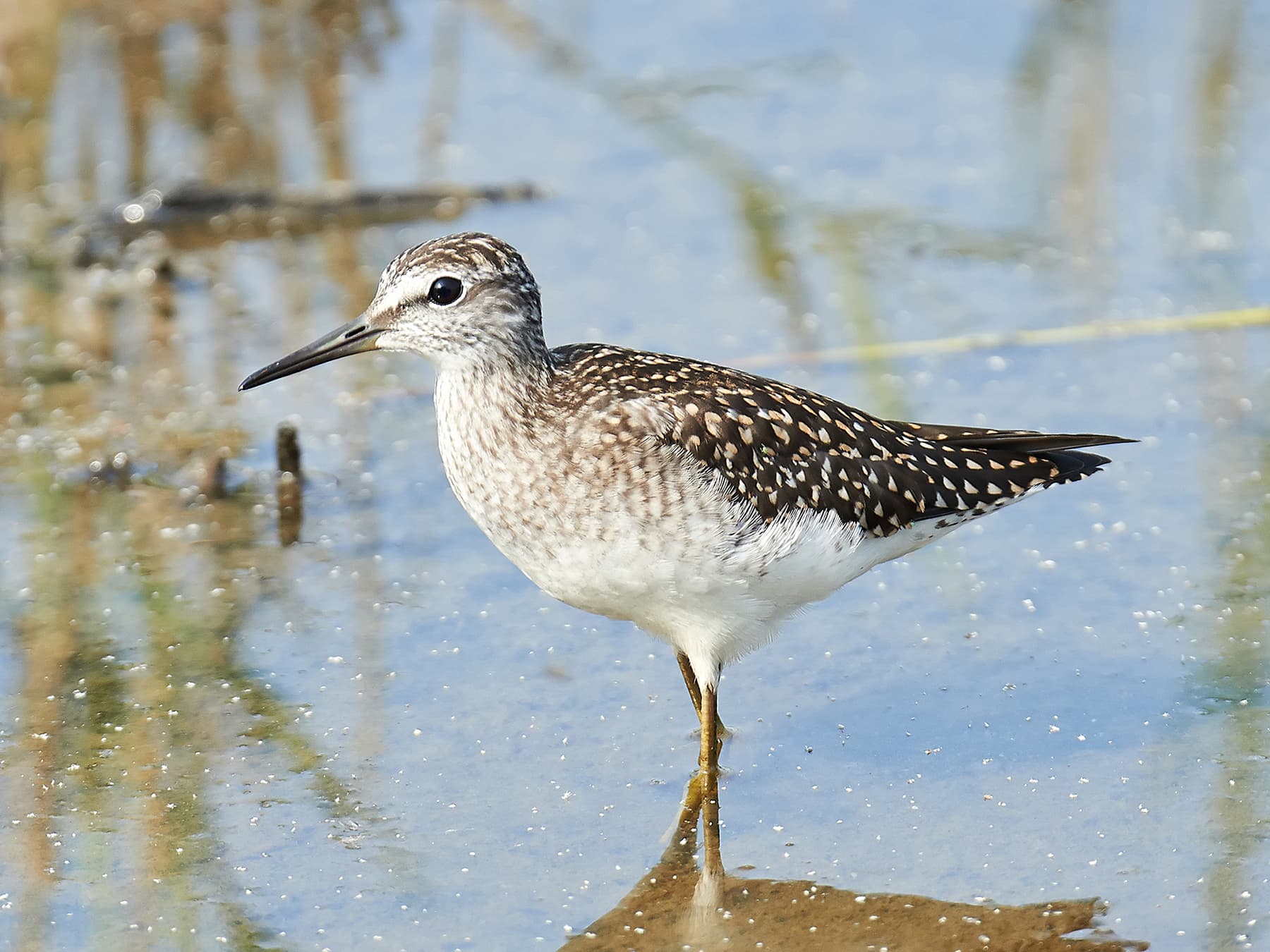 Wood Sandpiper in its natural habitat