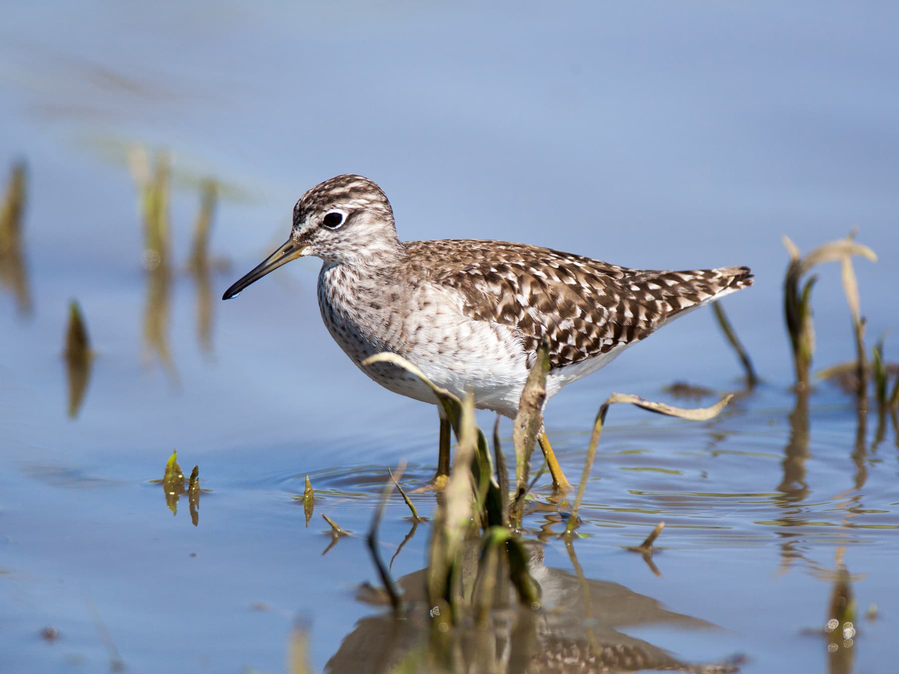 Wood Sandpiper