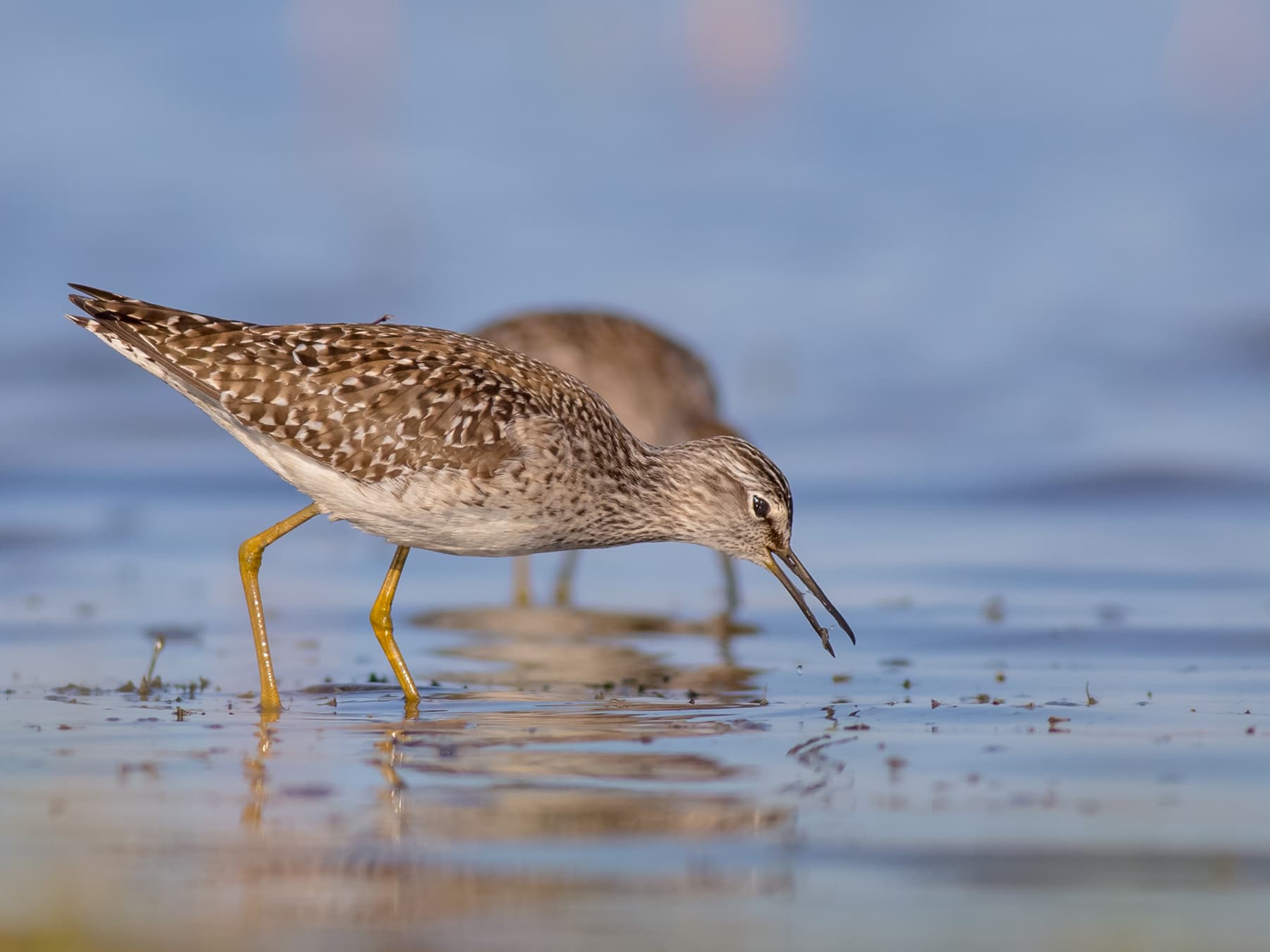 Pair of Wood Sandpipers feeding at wetlands