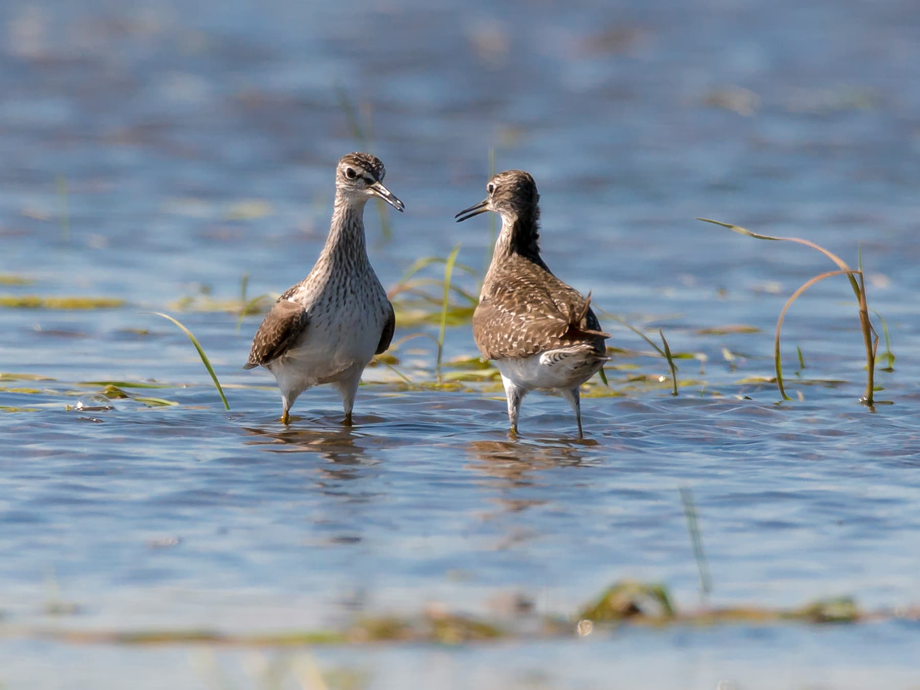 Pair of Wood Sandpipers during the mating season