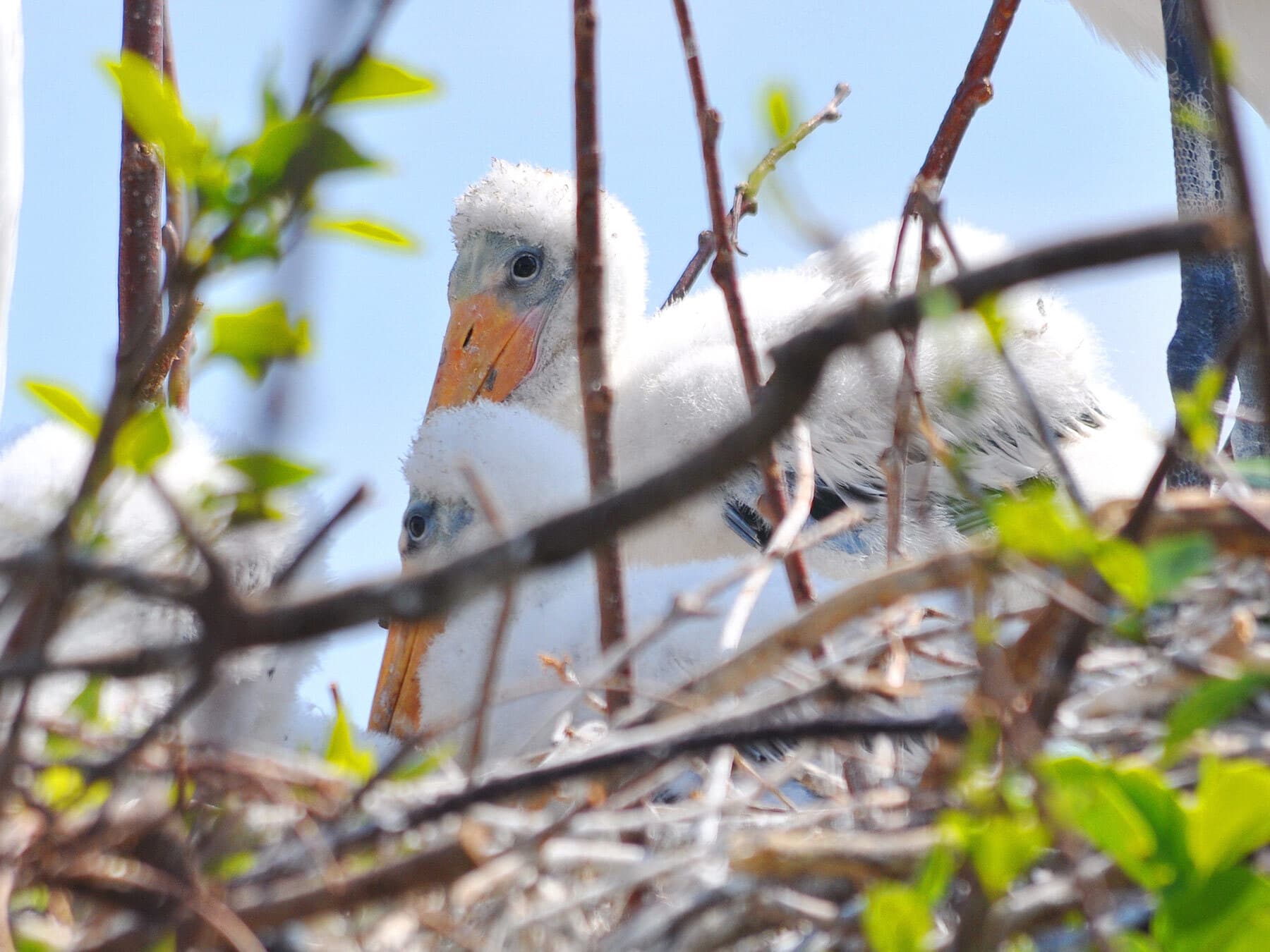 Wood stork chicks