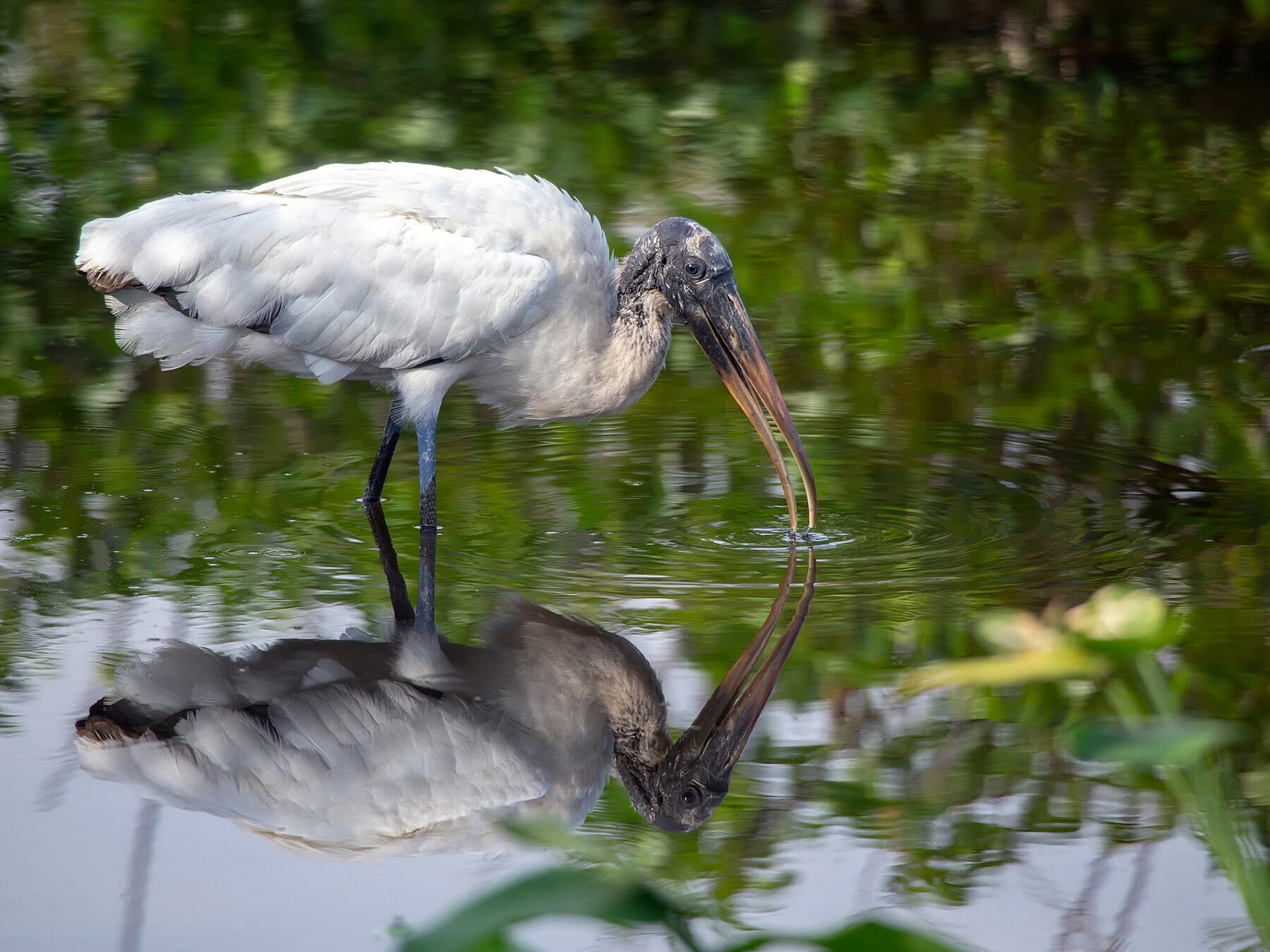Wood stork drinking water