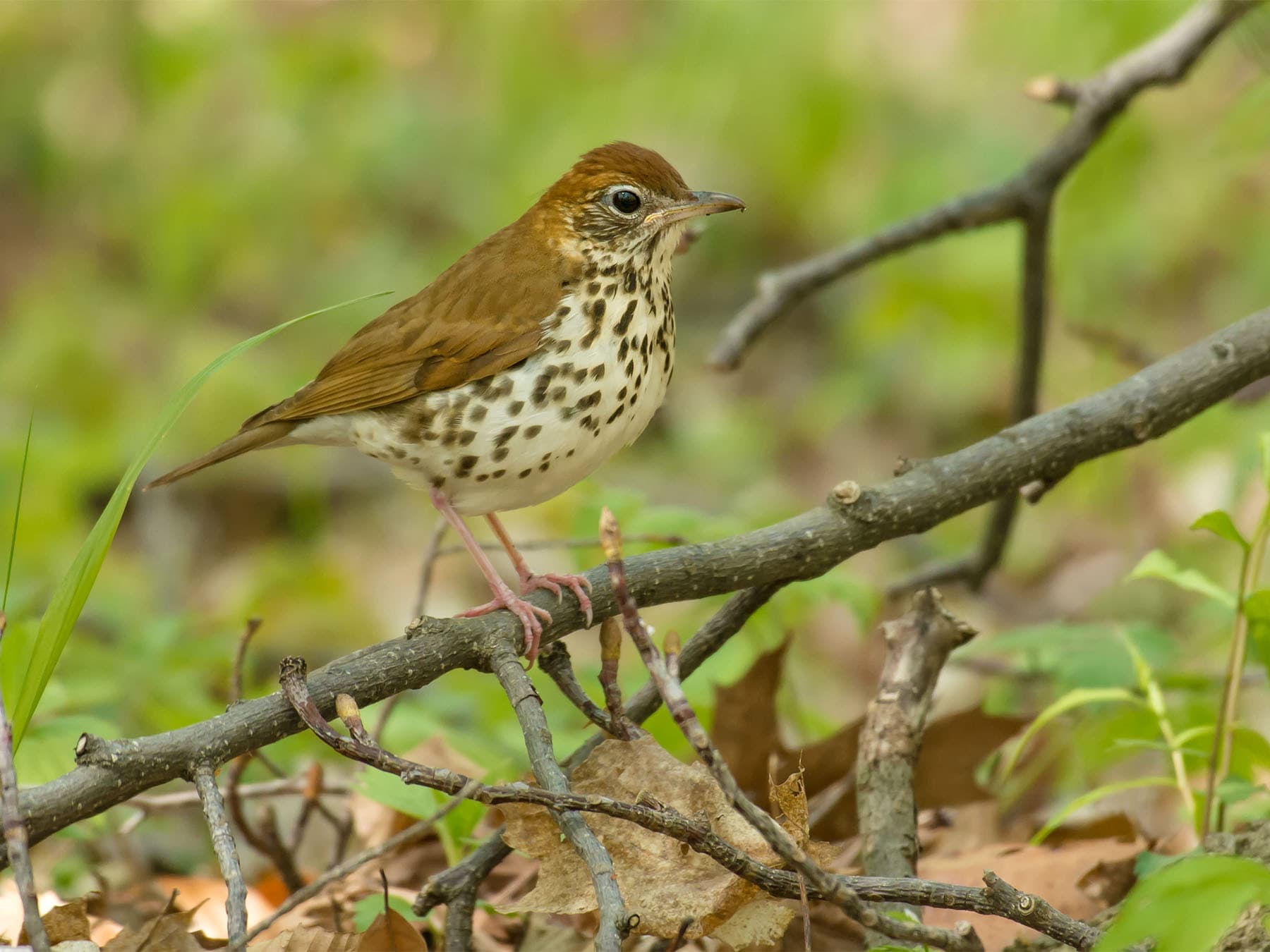 Wood thrush perched on branch on ground