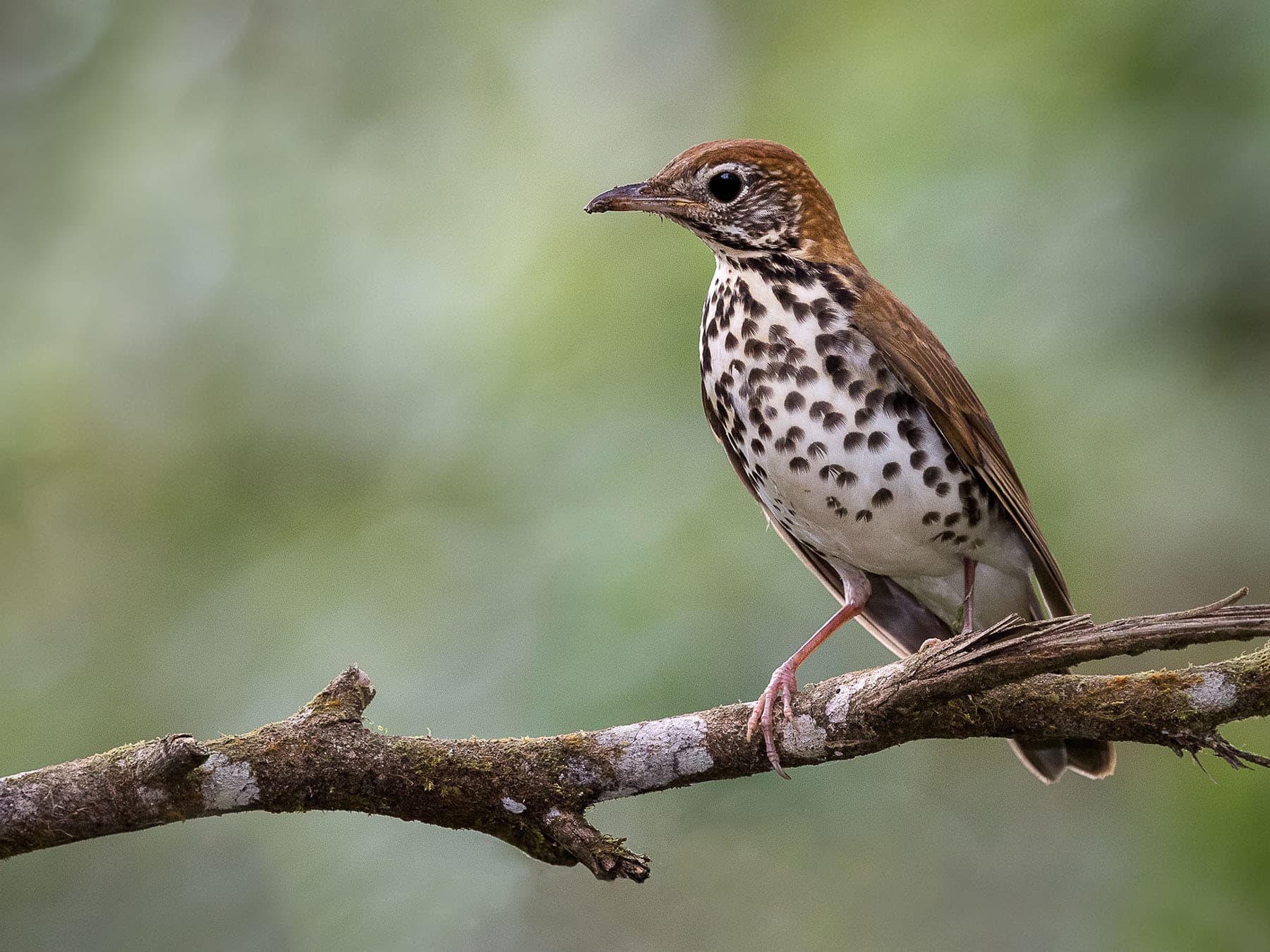 Wood Thrush