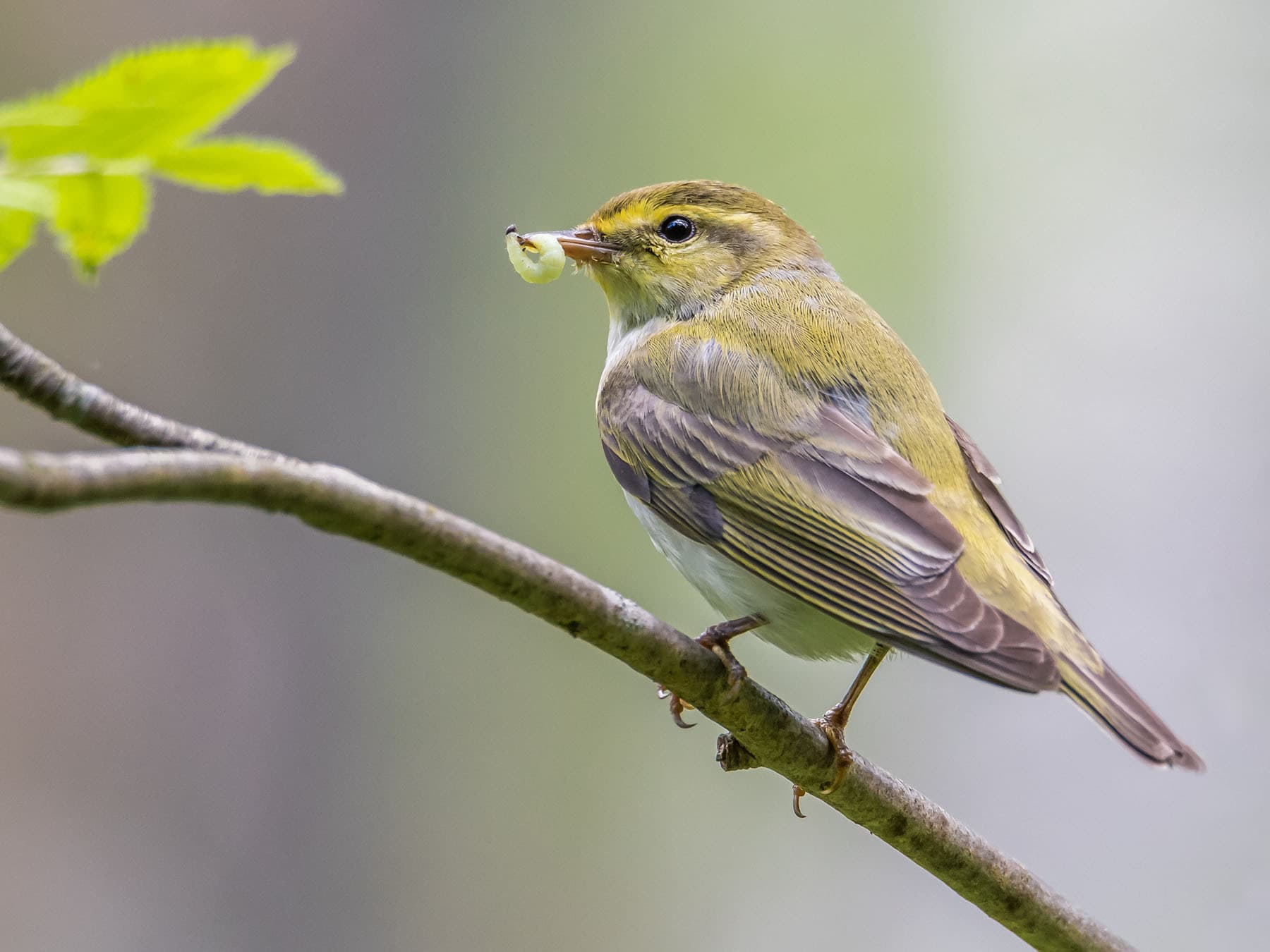 Wood warblers are primarily insectivorous