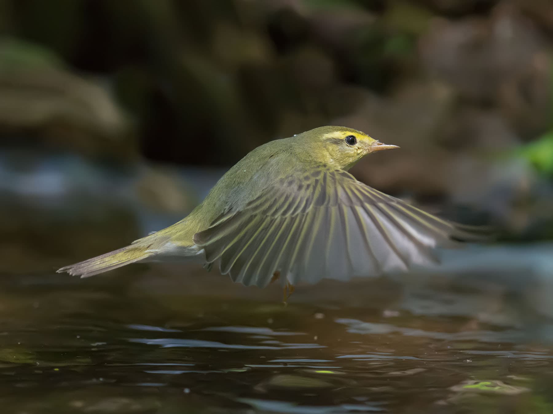 Wood warbler flying low over a pond