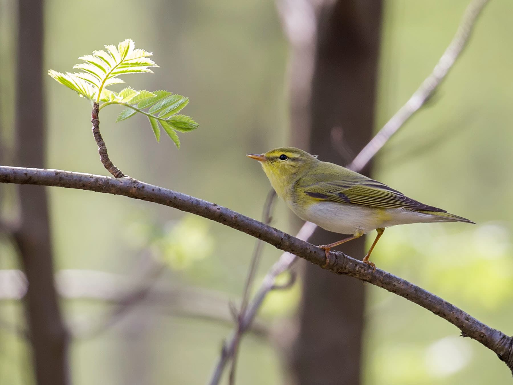 Wood warblers are usually found in deciduous woodlands
