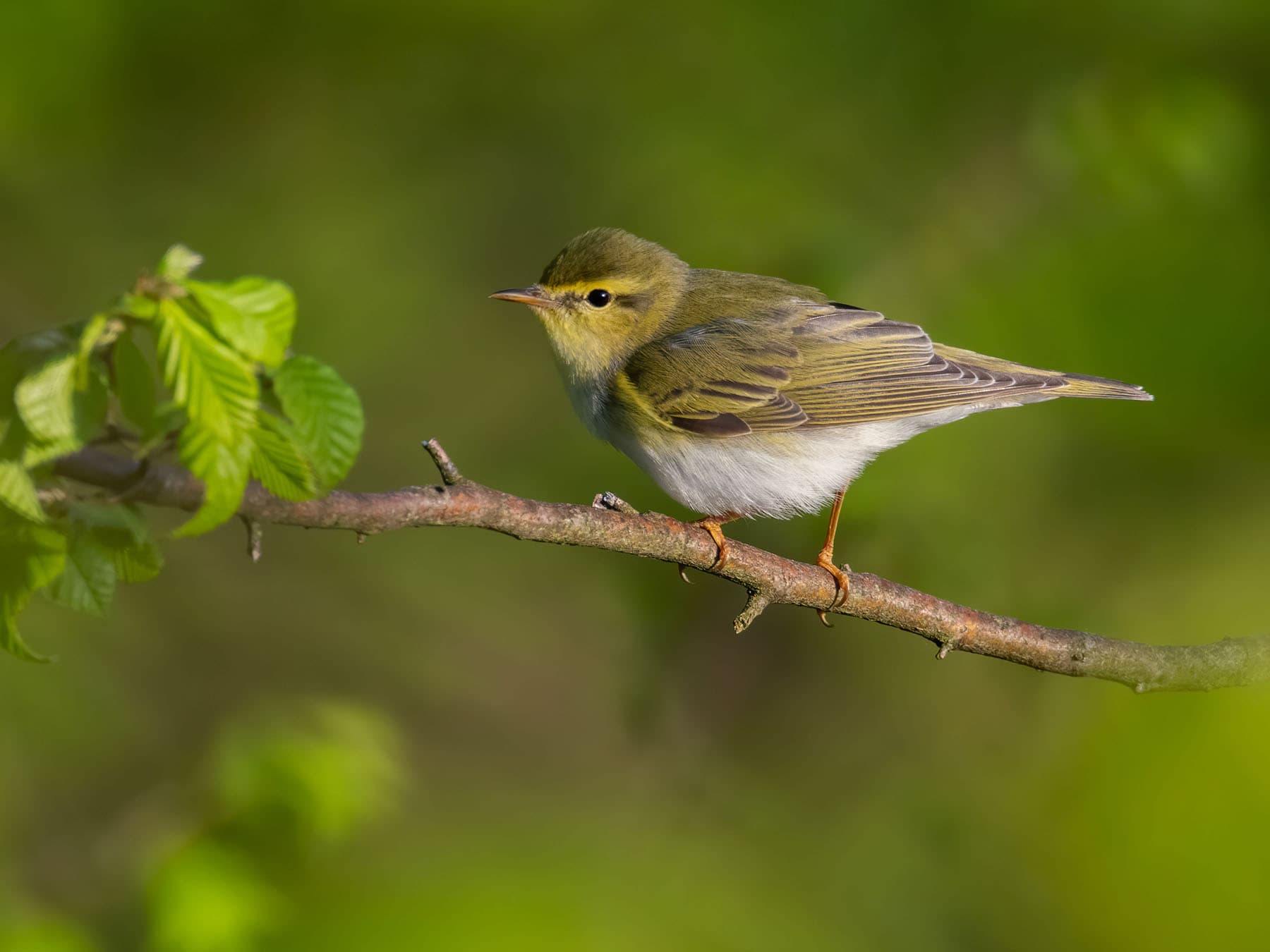 Wood warbler in its natural habitat