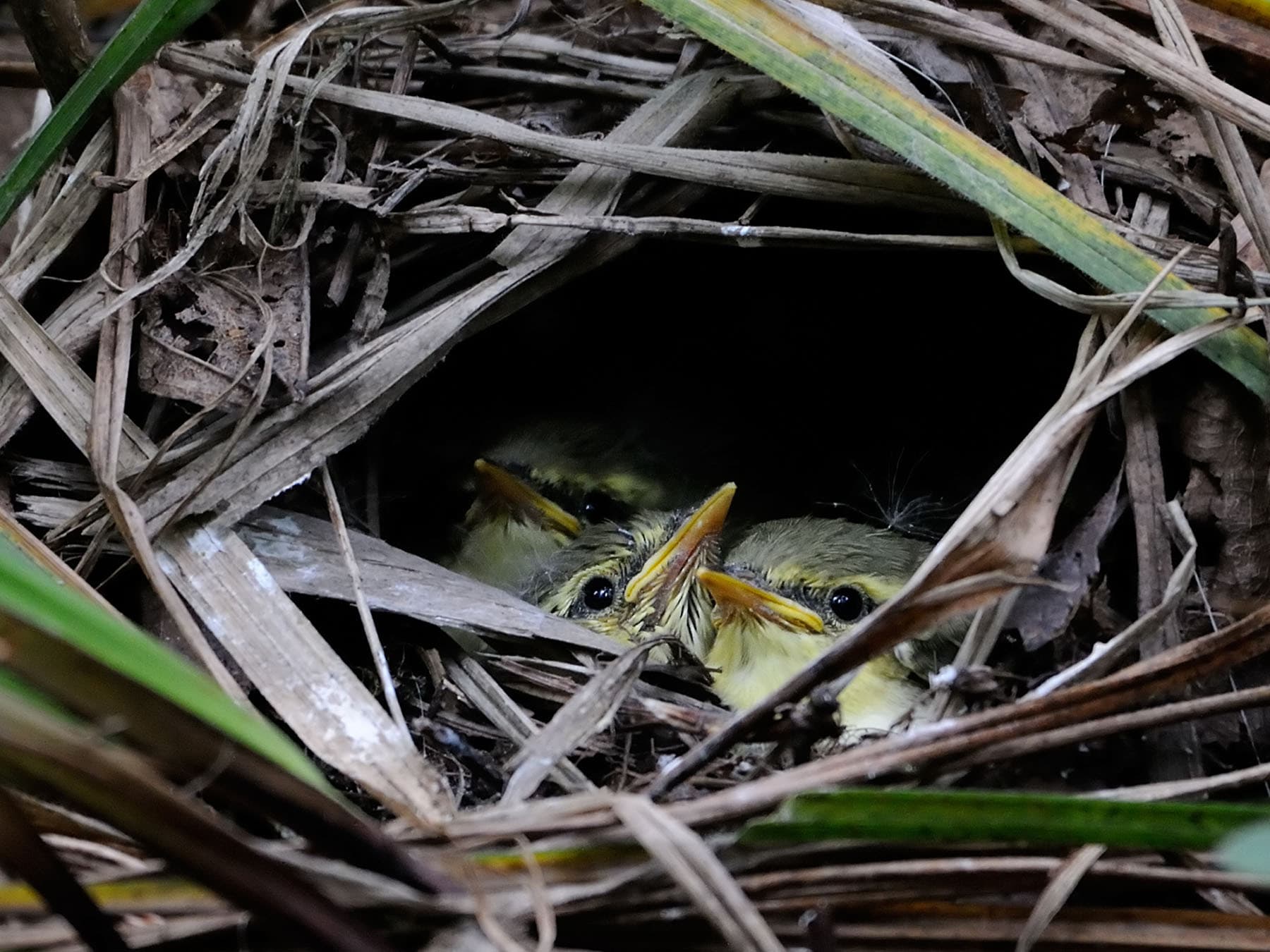 Wood warbler nest with young chicks inside