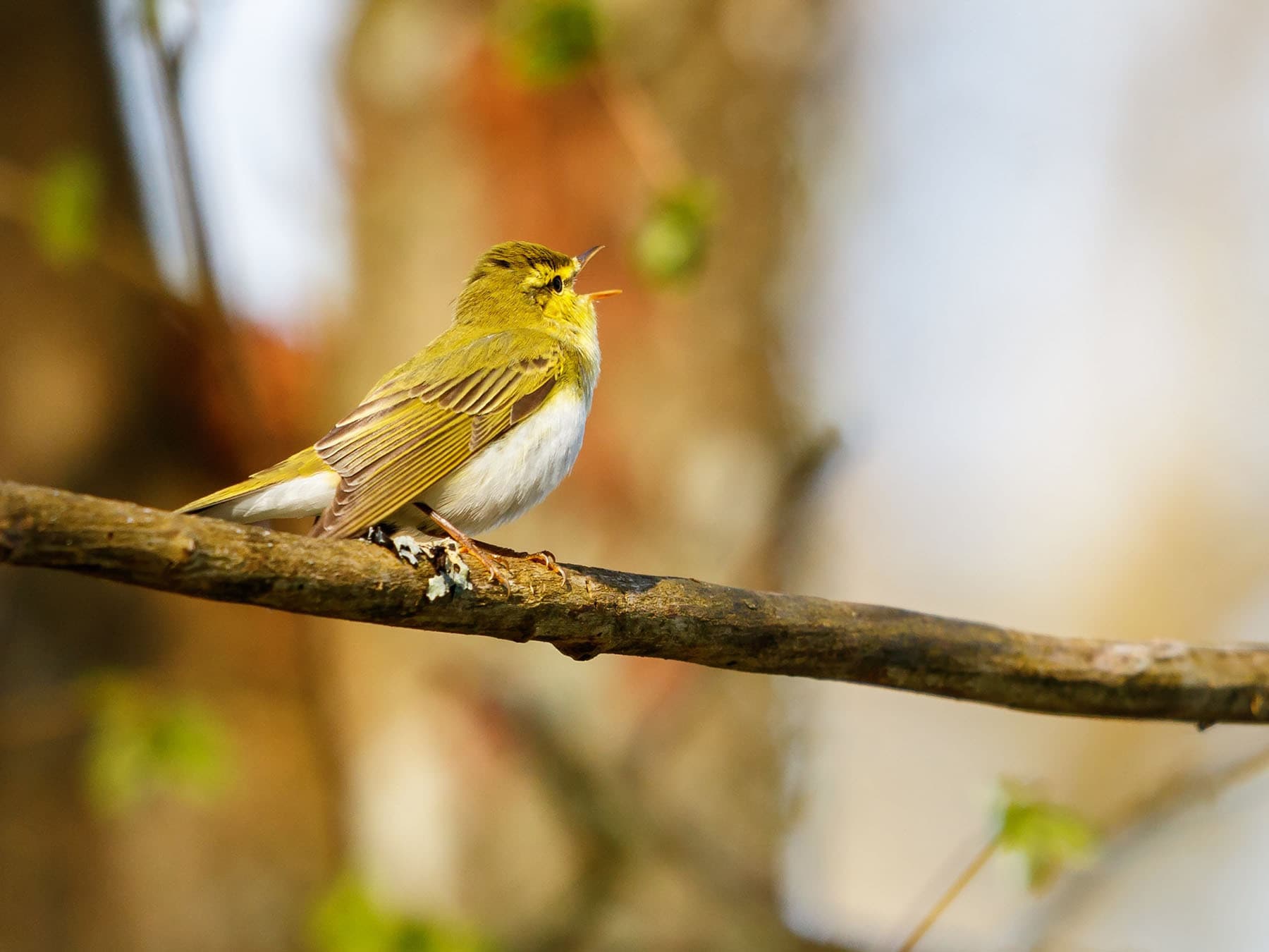 Wood warbler singing from a branch in the spring