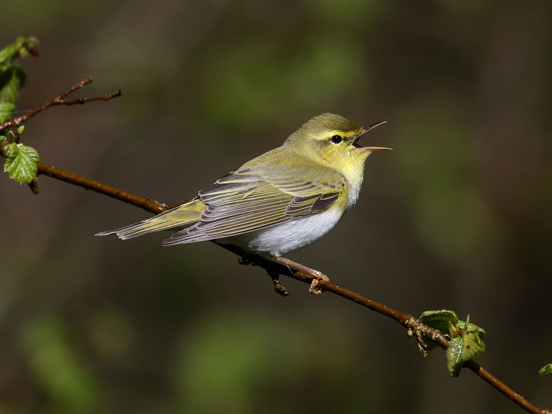 Wood warbler singing on a branch