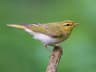 Wood Warbler