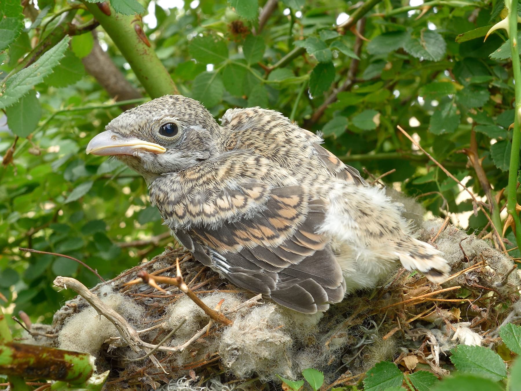 Woodchat Shrike chick in natural habitat