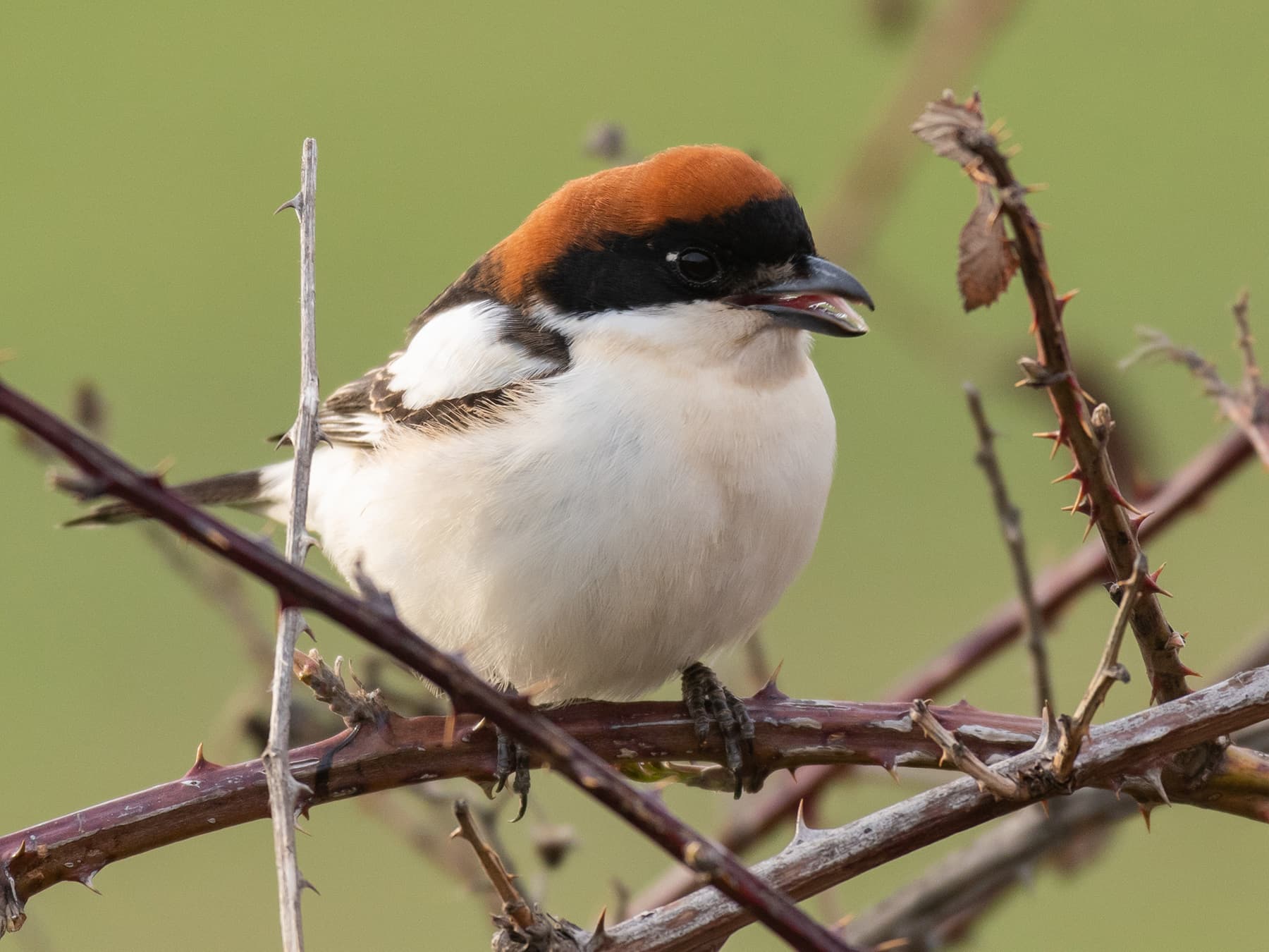 Woodchat Shrike perching in a thorny bush