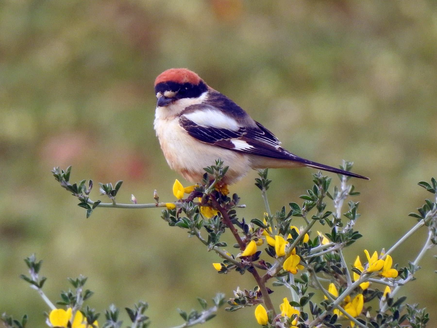 Woodchat Shrike in its natural habitat