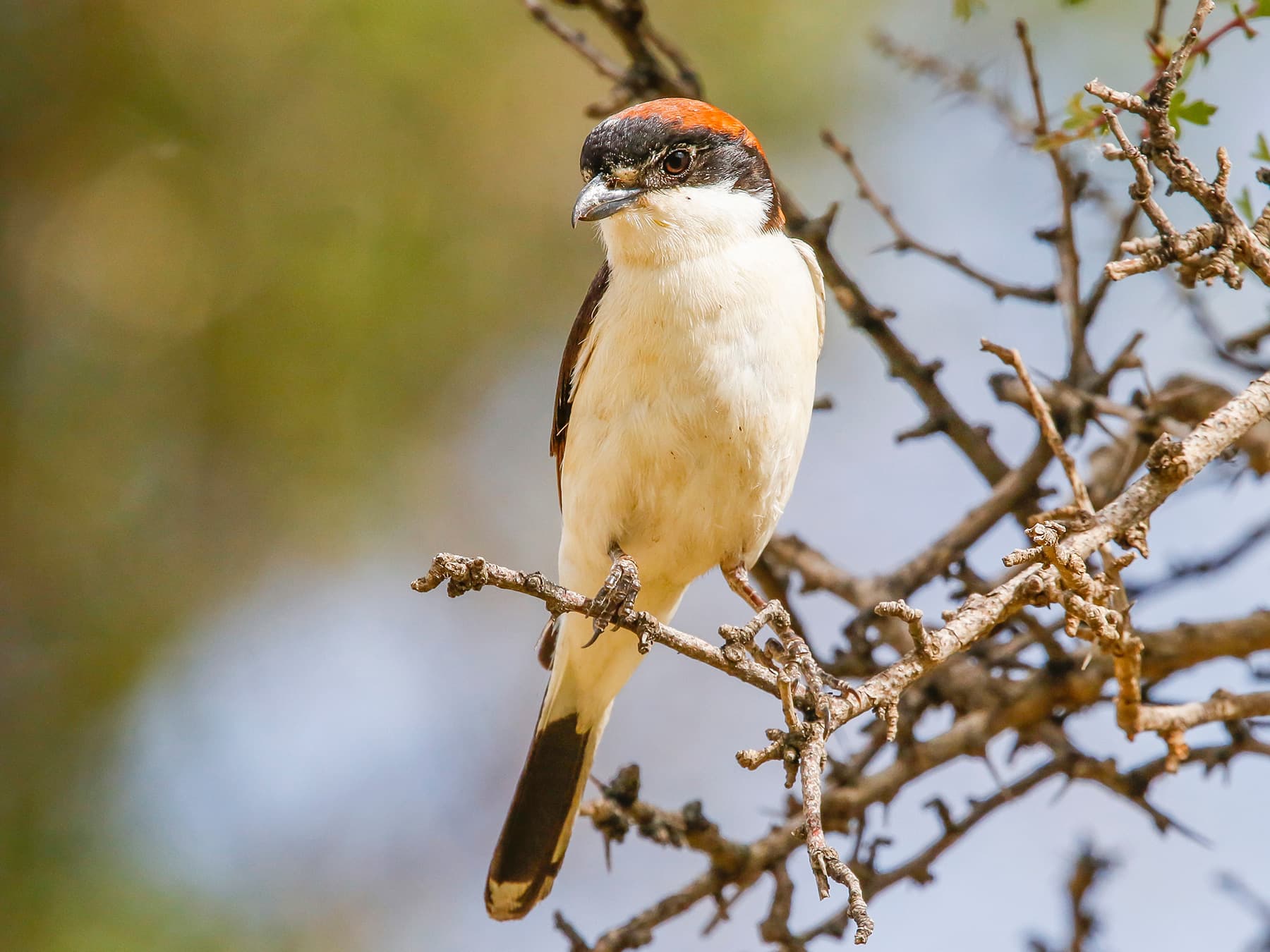Woodchat Shrike perching in a tree