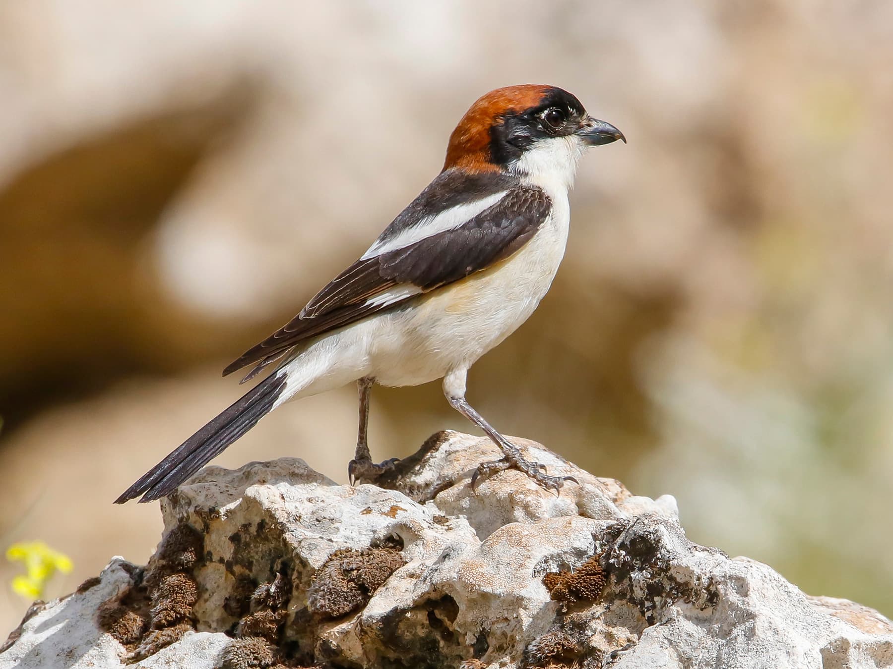 Woodchat shrike standing on a rock