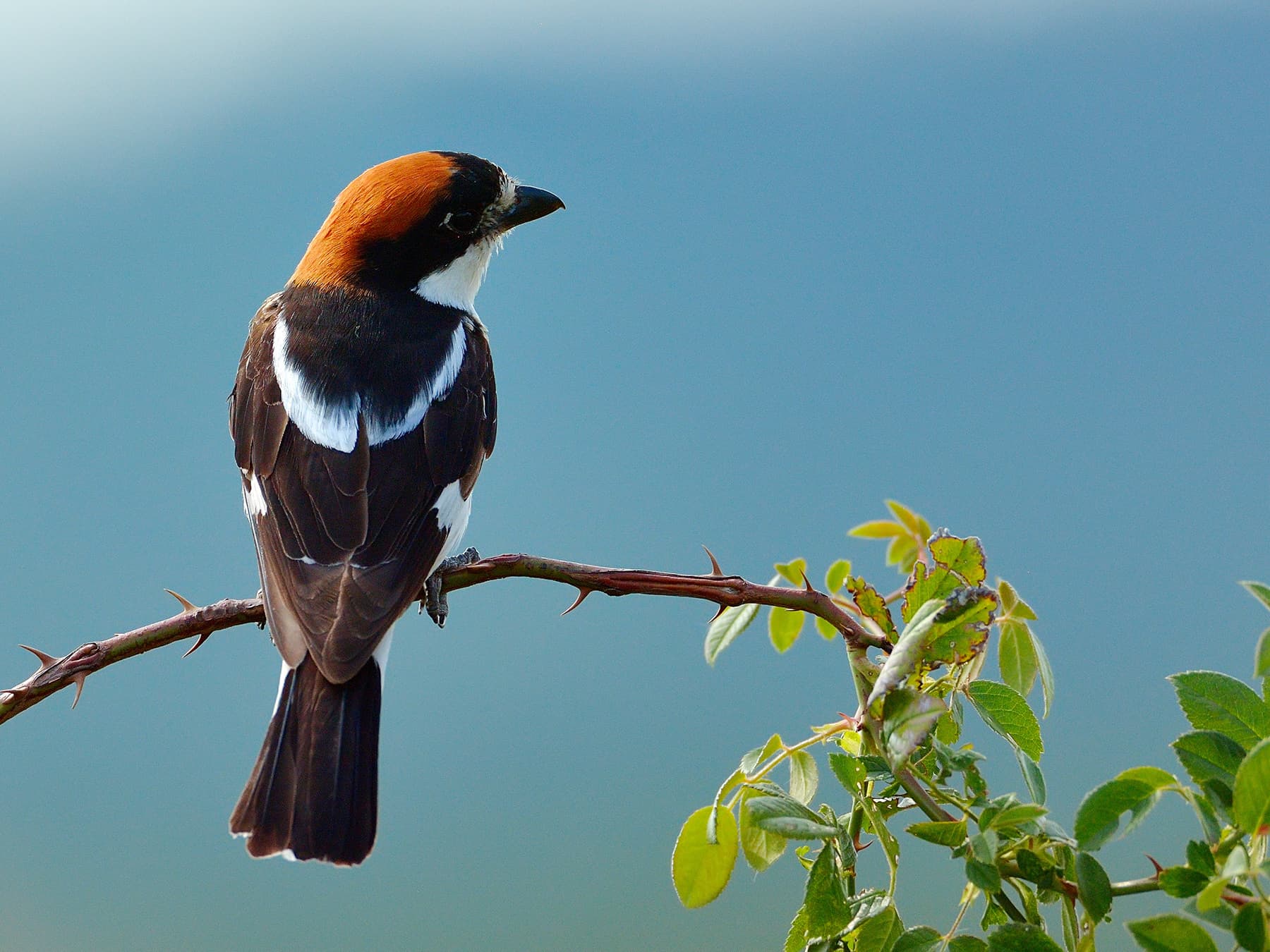 Woodchat Shrike on the lookout for food