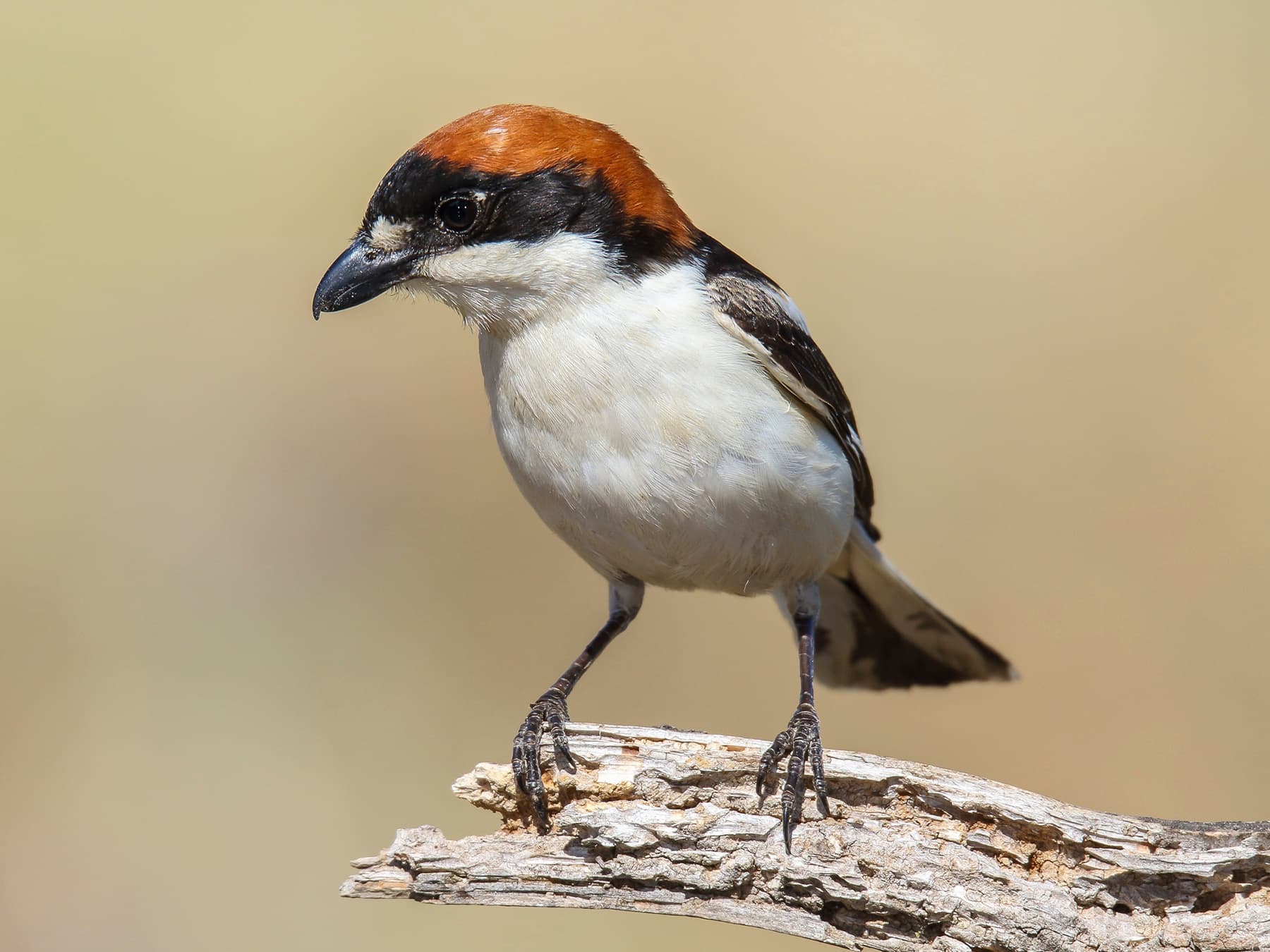 Woodchat Shrike perching on a small branch