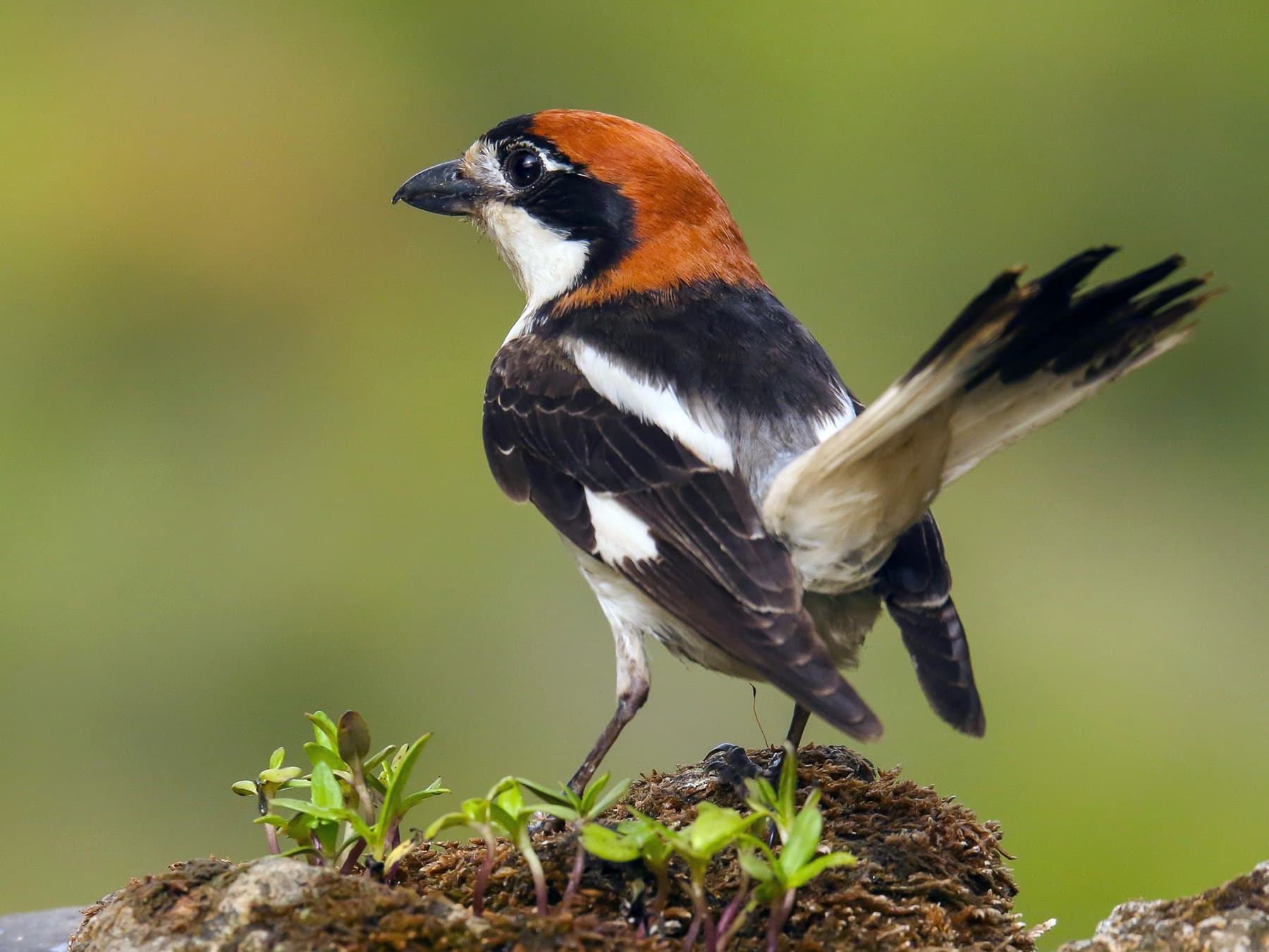 Woodchat Shrike on alert