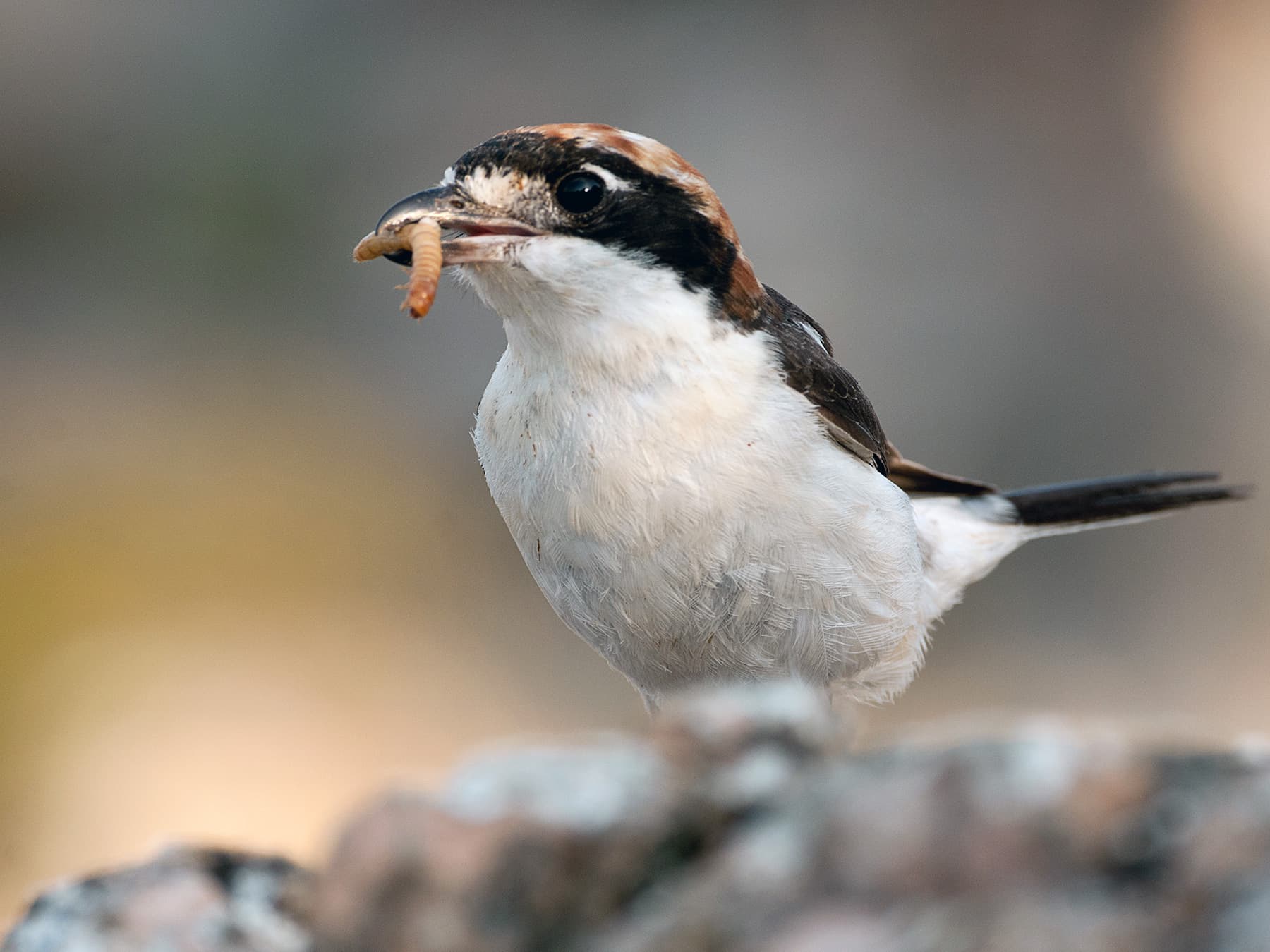 Woodchat Shrike with a worm in its beak