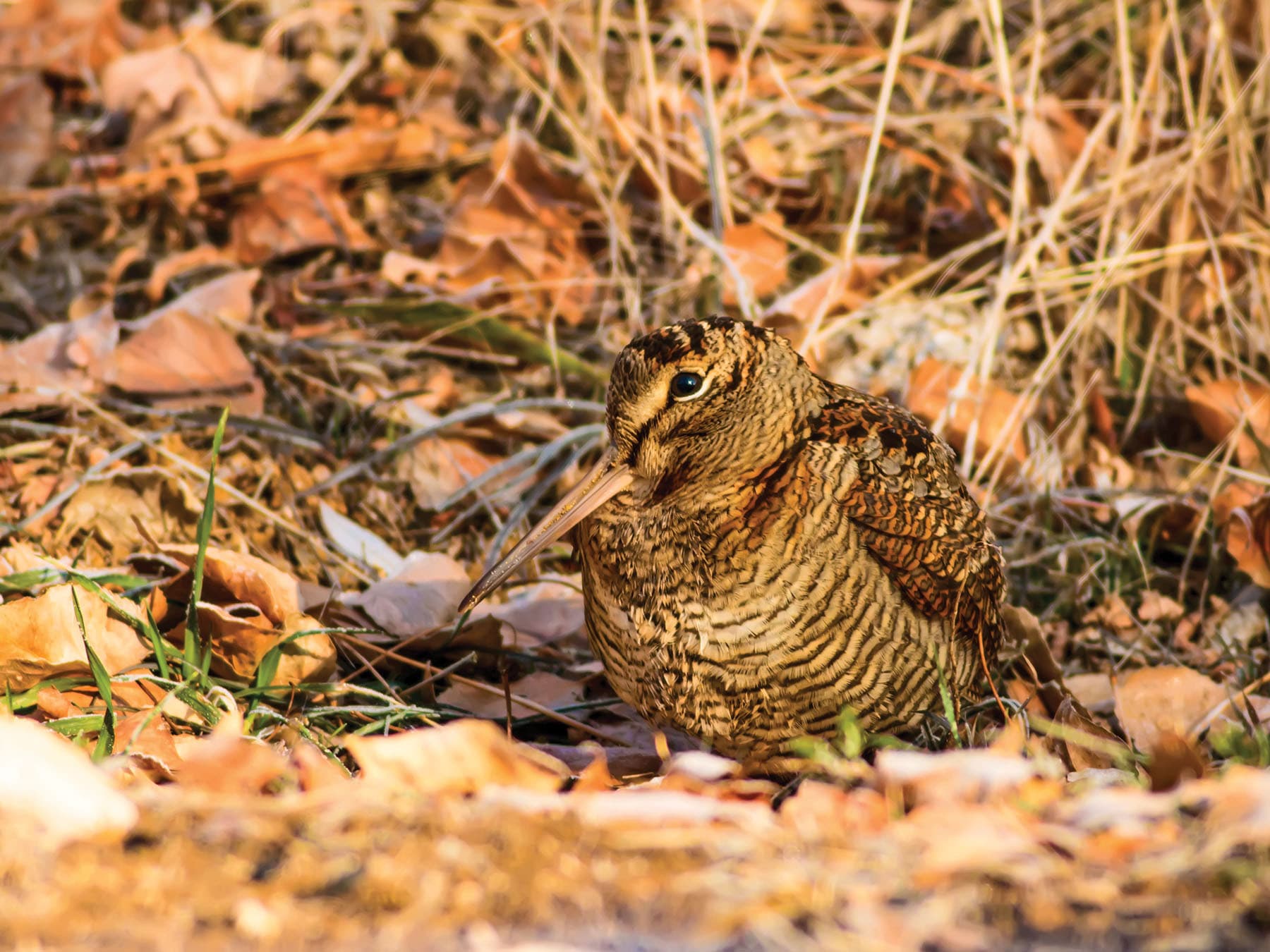 Woodcocks can be pretty hard to spot, as they tend to blend in with their natural habitats