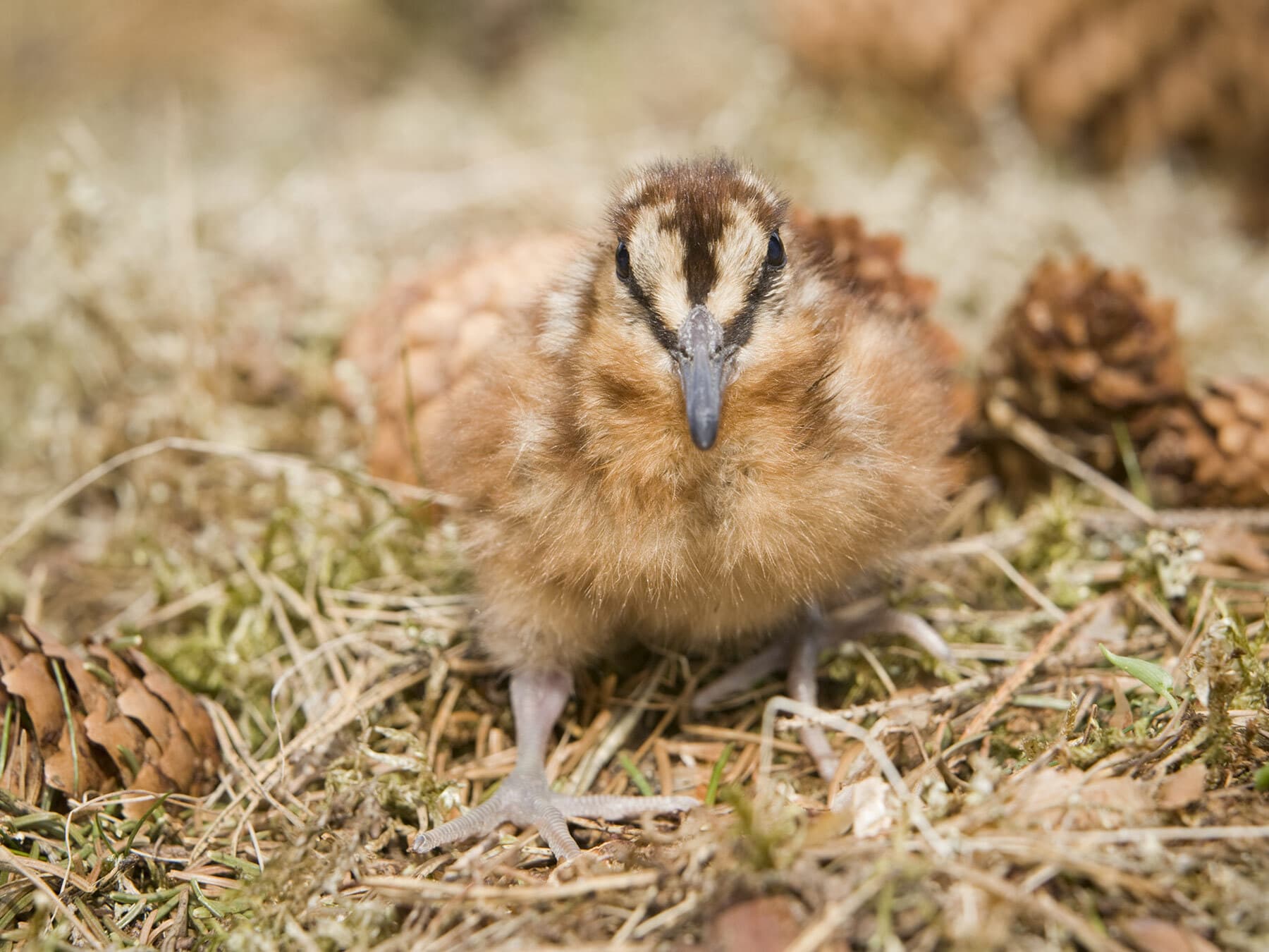 Woodcock chick
