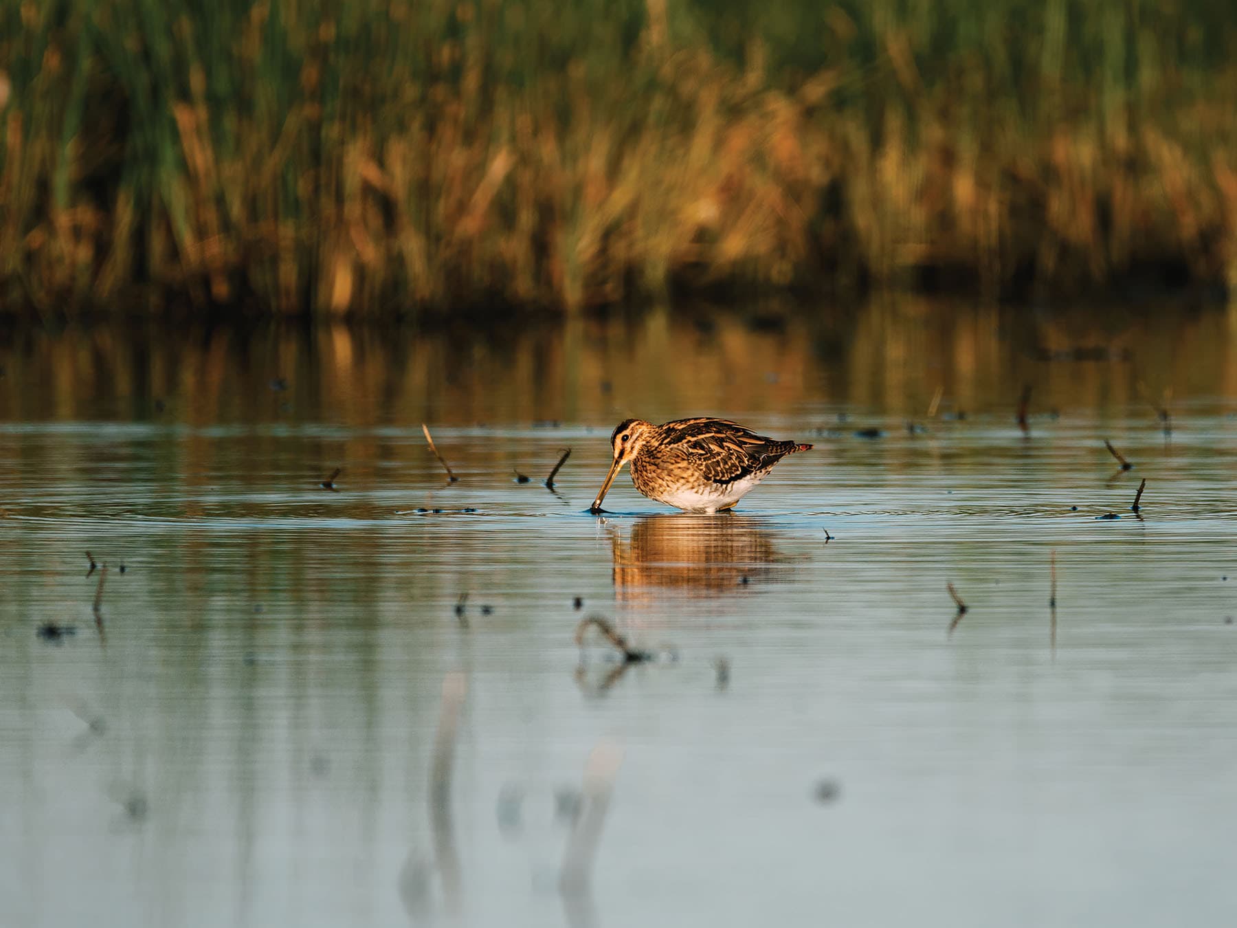 Eurasian Woodcock foraging on the lake