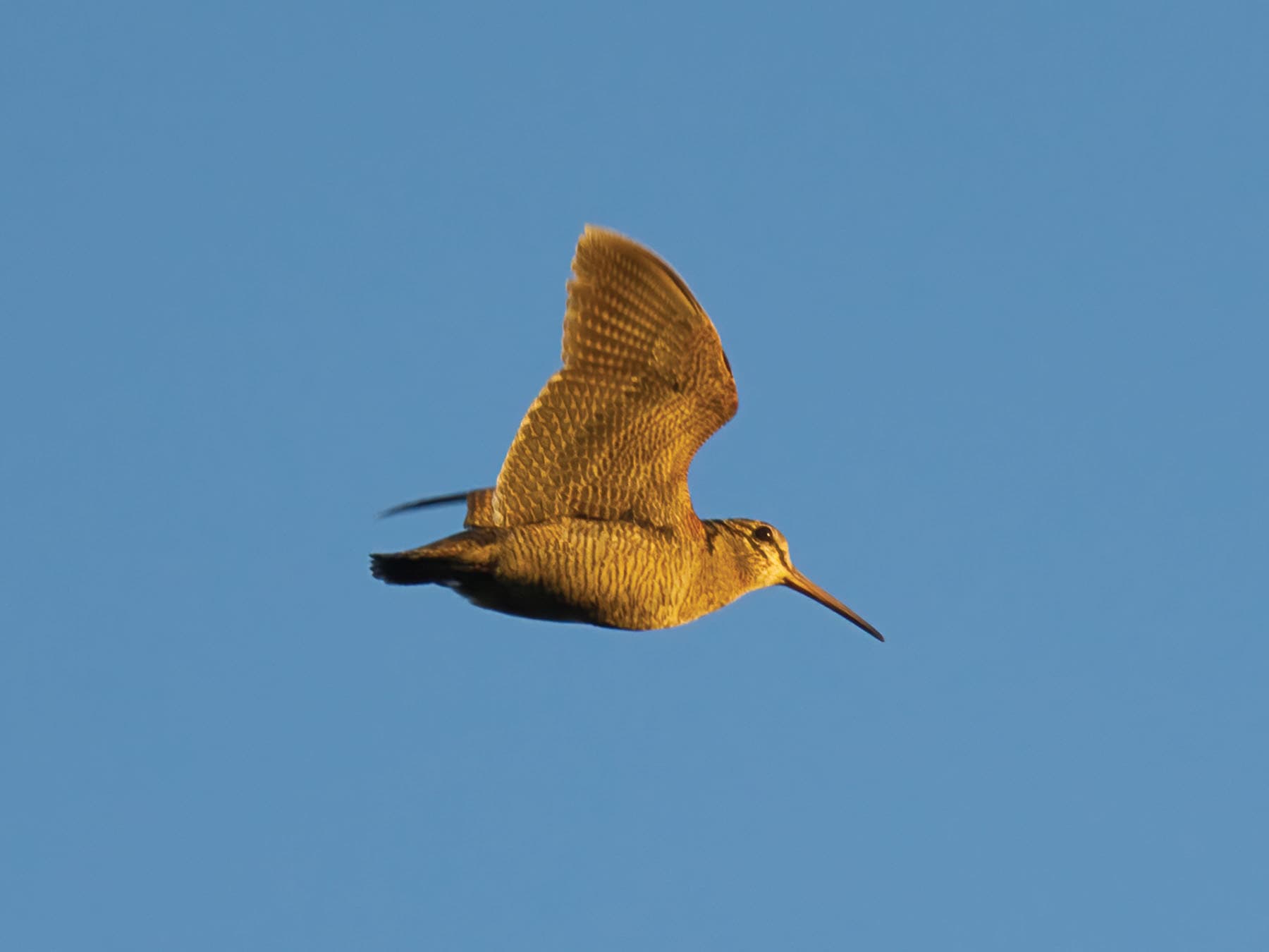 Woodcock in flight, pictured from below