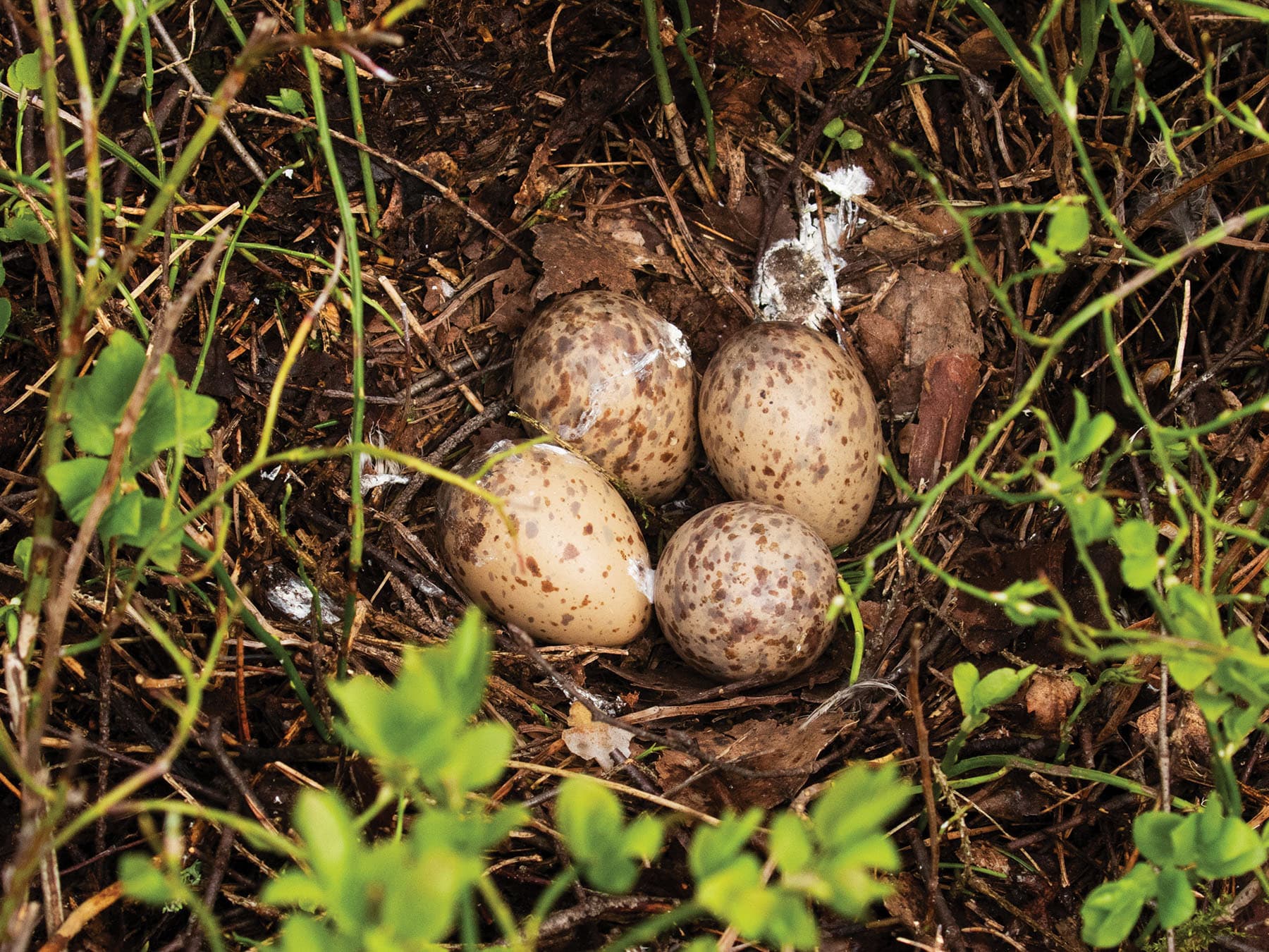 The nest of a Woodcock with four eggs inside