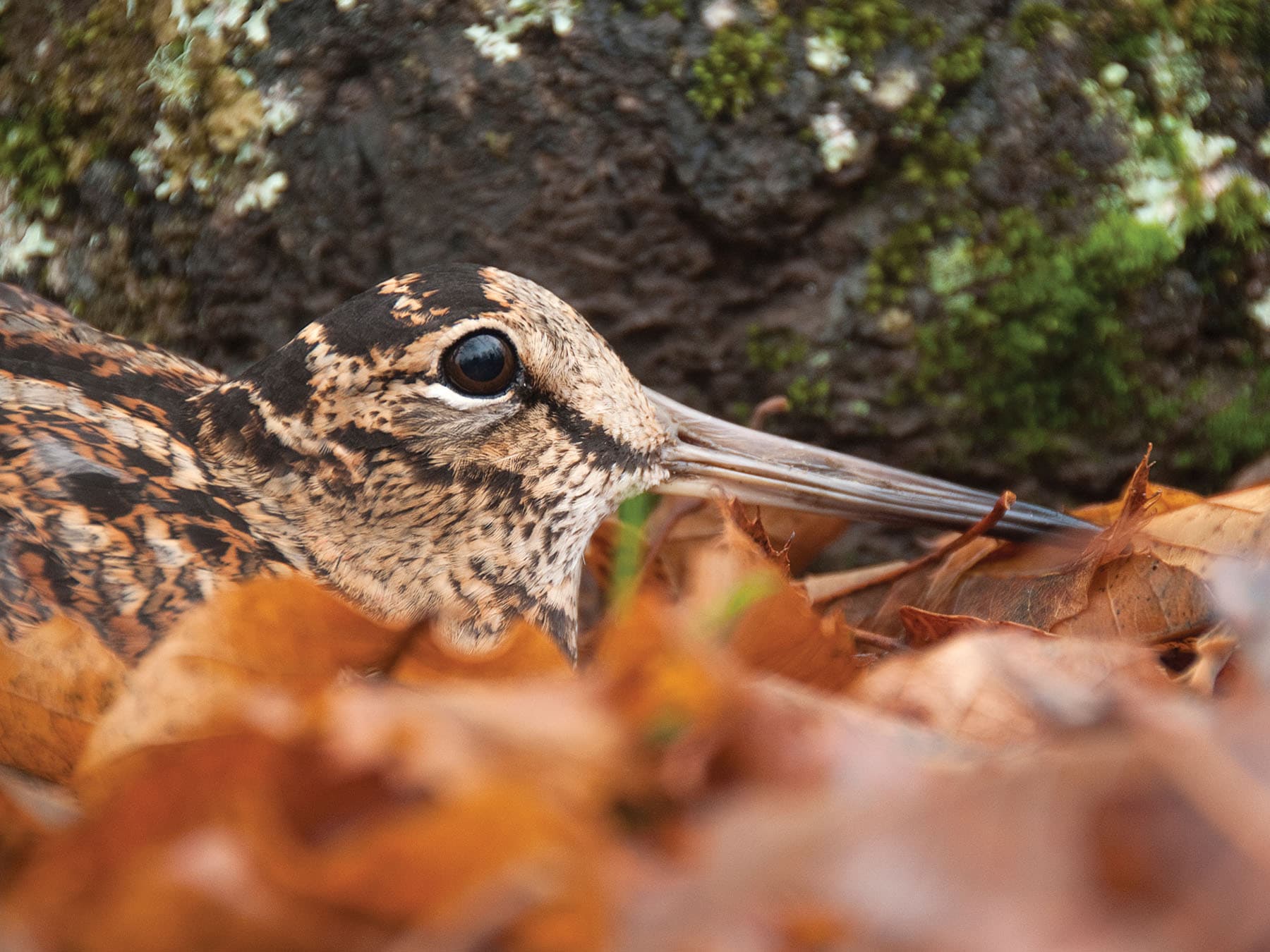 Close up portrait of a Woodcock amongst the autumn leaves
