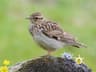 Woodlark