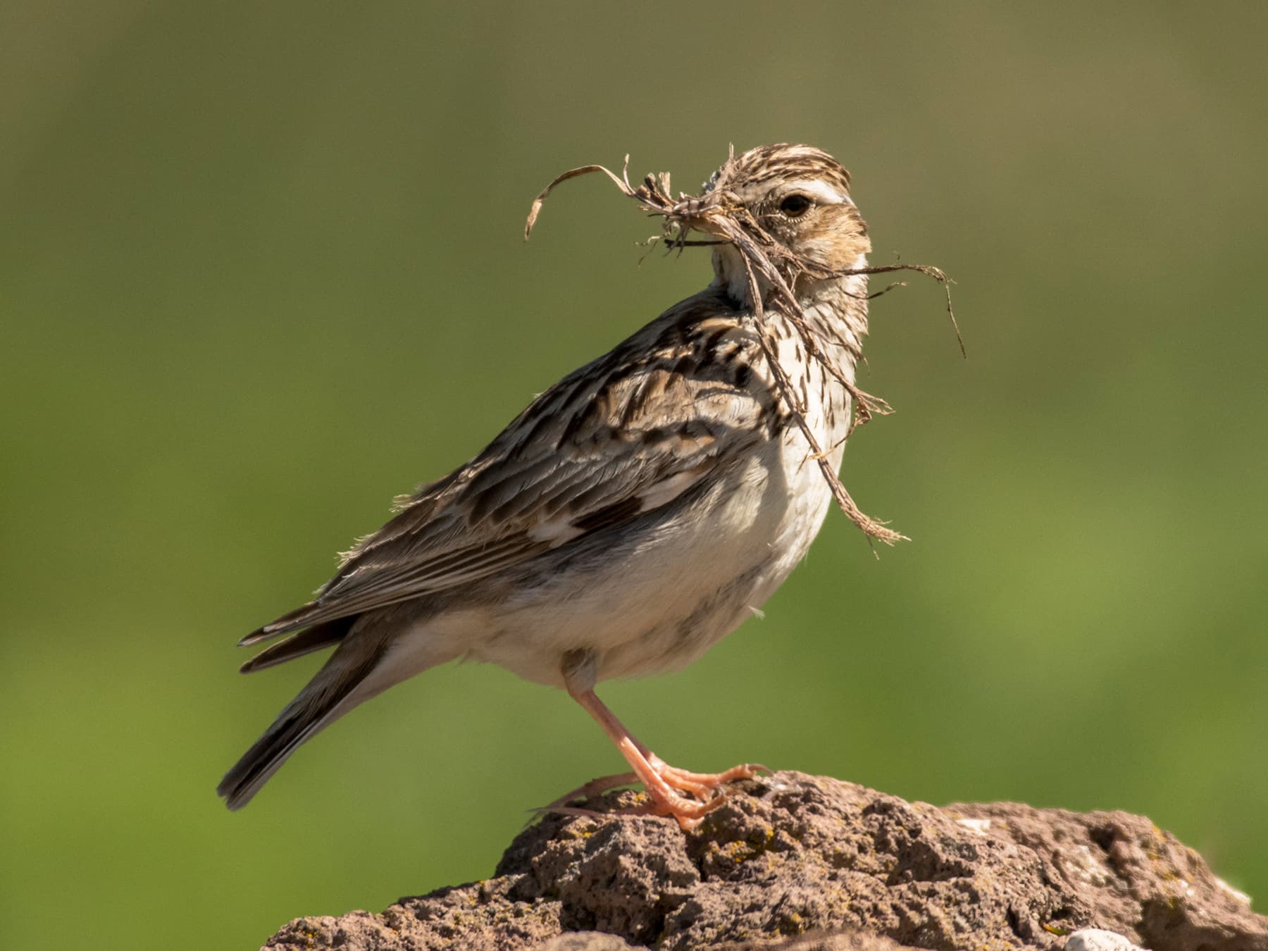 Woodlark collecting nesting materials