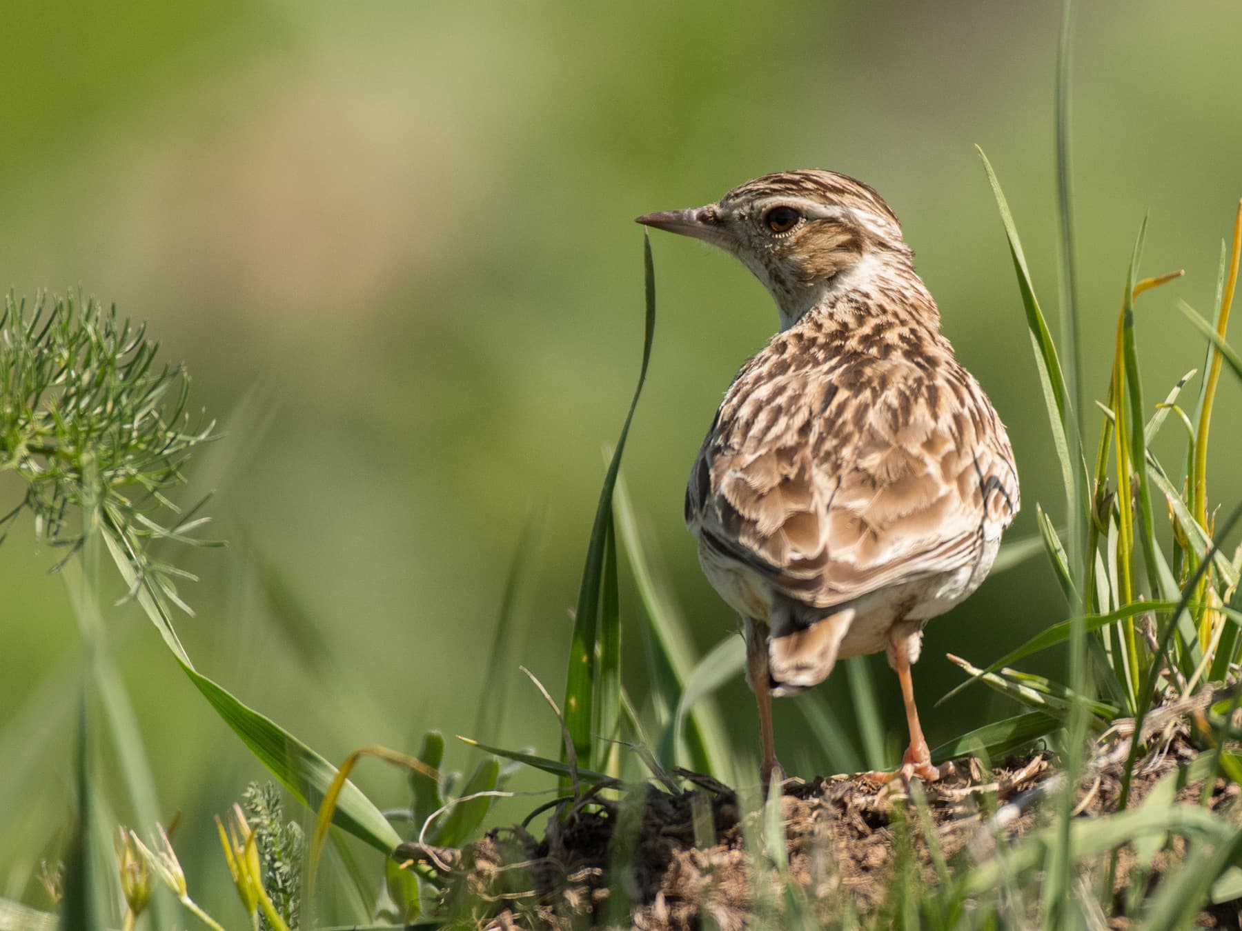 Woodlark foraging in natural habitat
