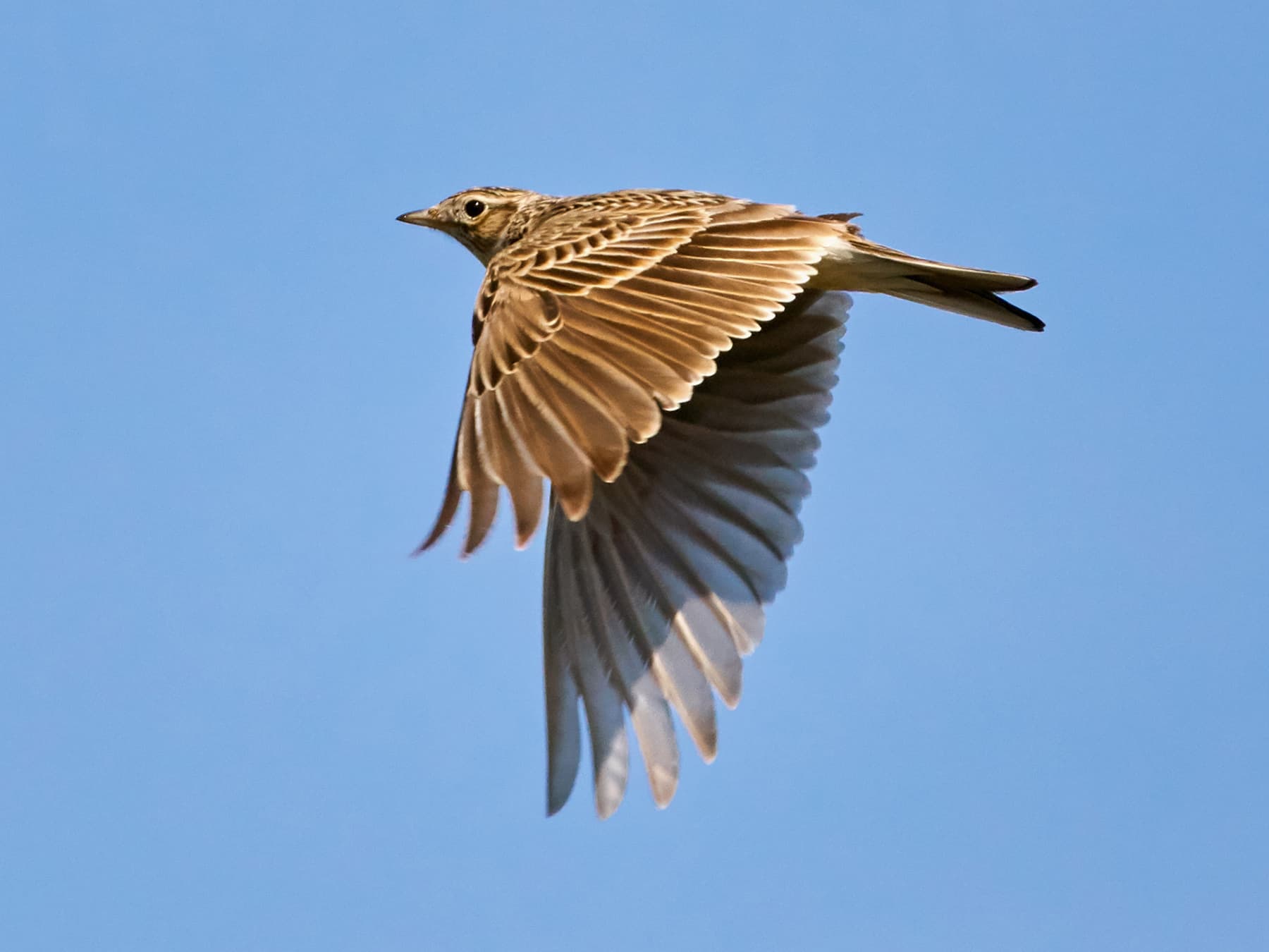 Woodlark in-flight