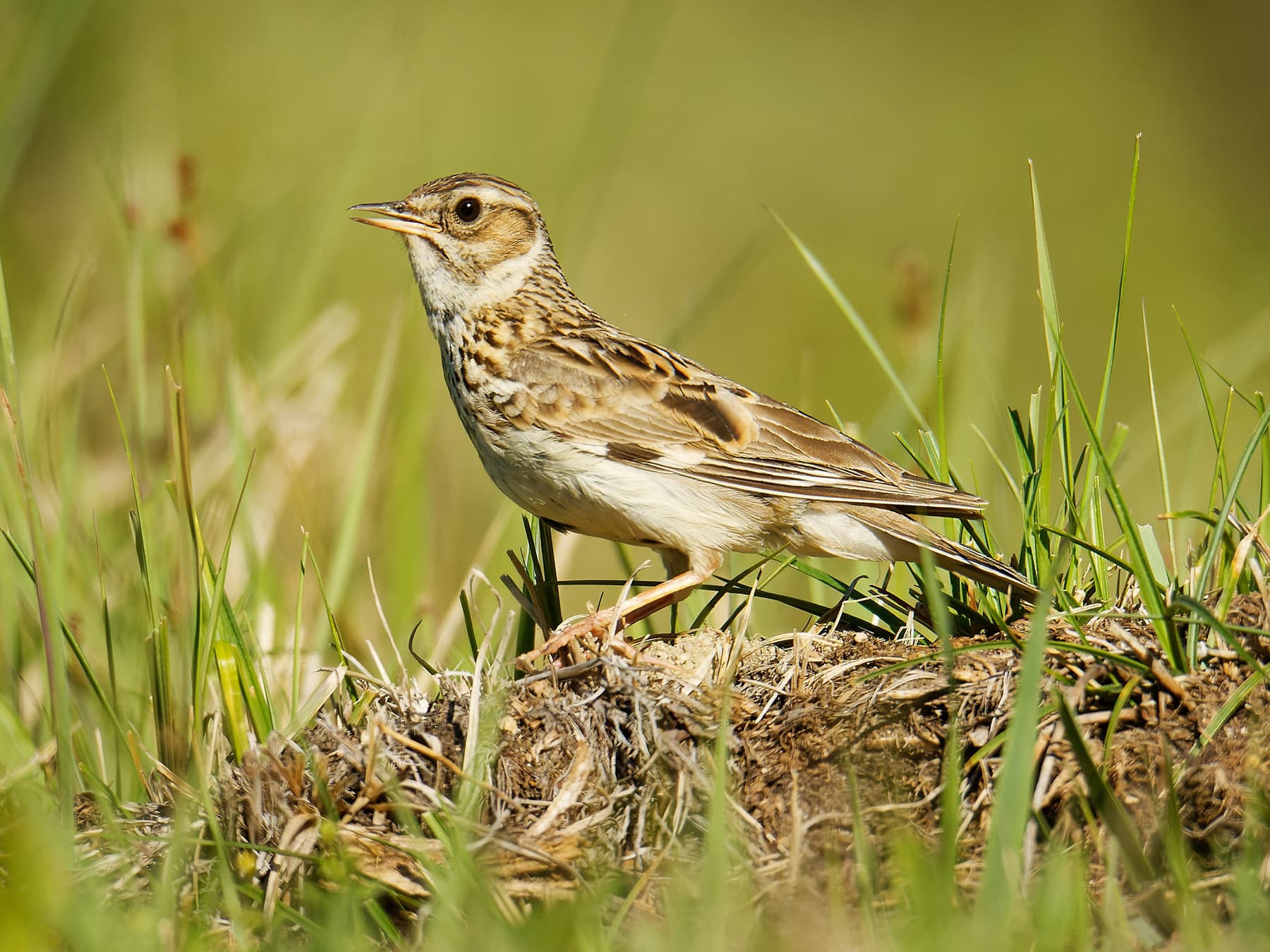 Woodlark in natural habitat