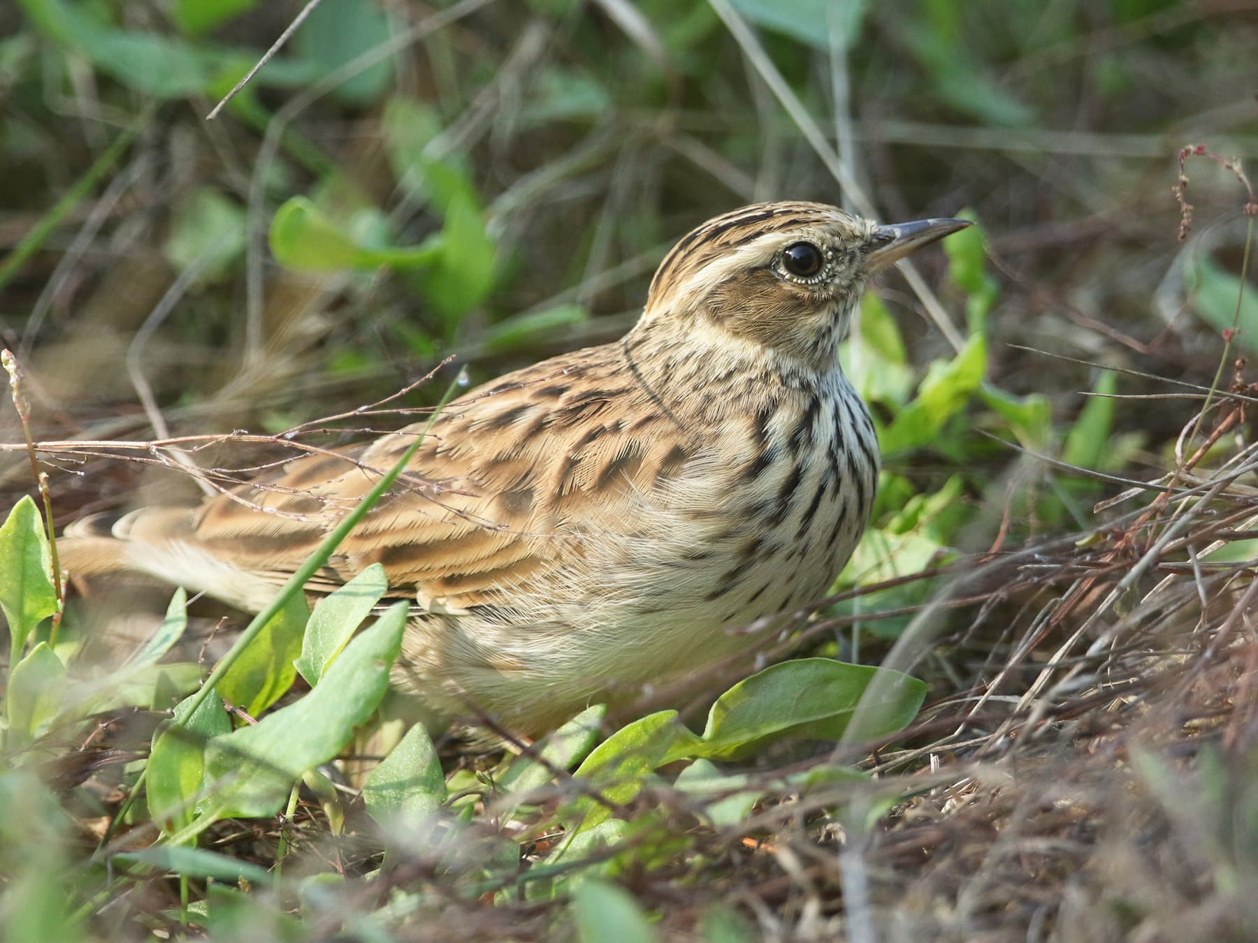 Woodlark on the ground amongst vegetation