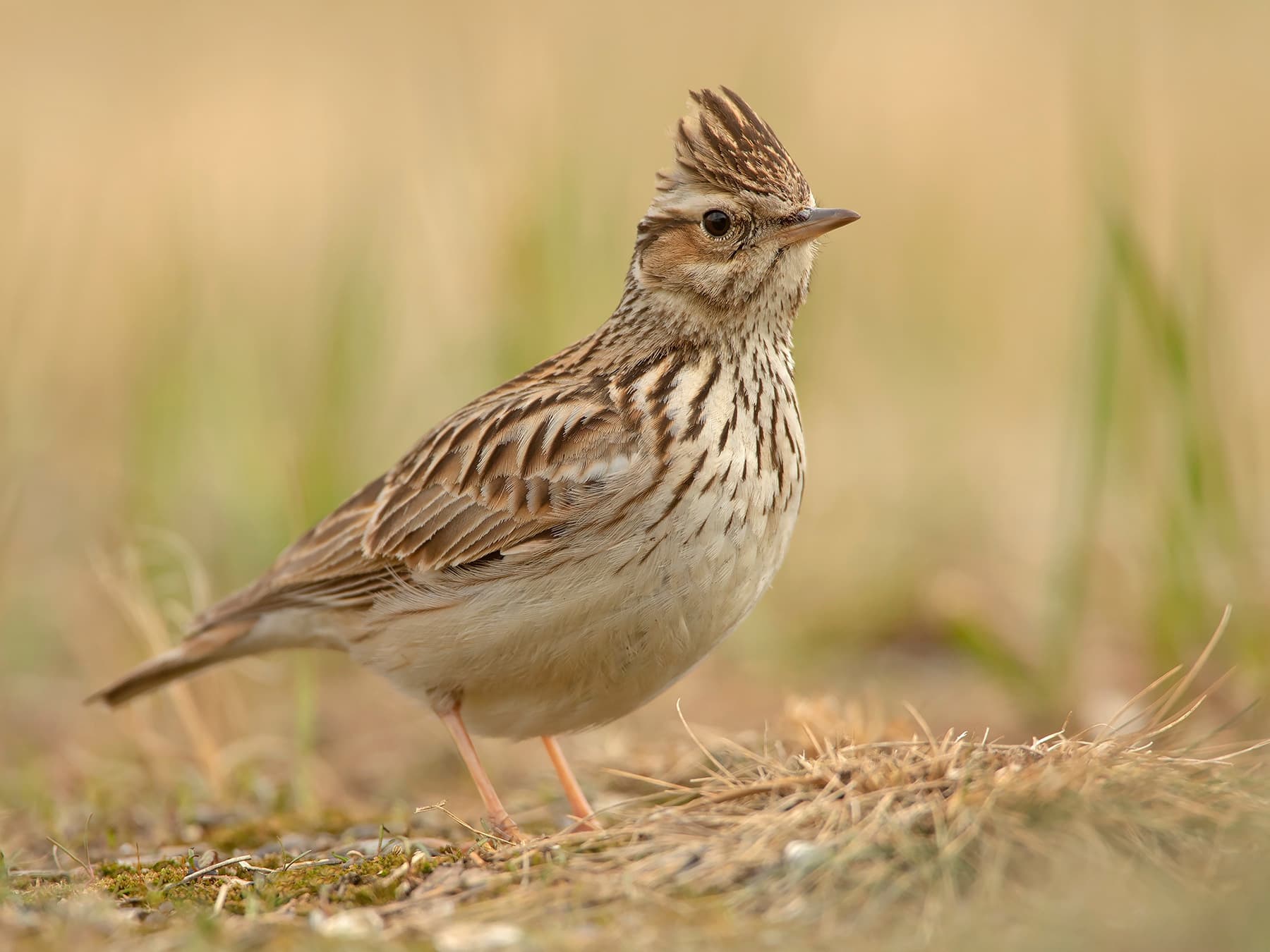 Woodlark in open woodland