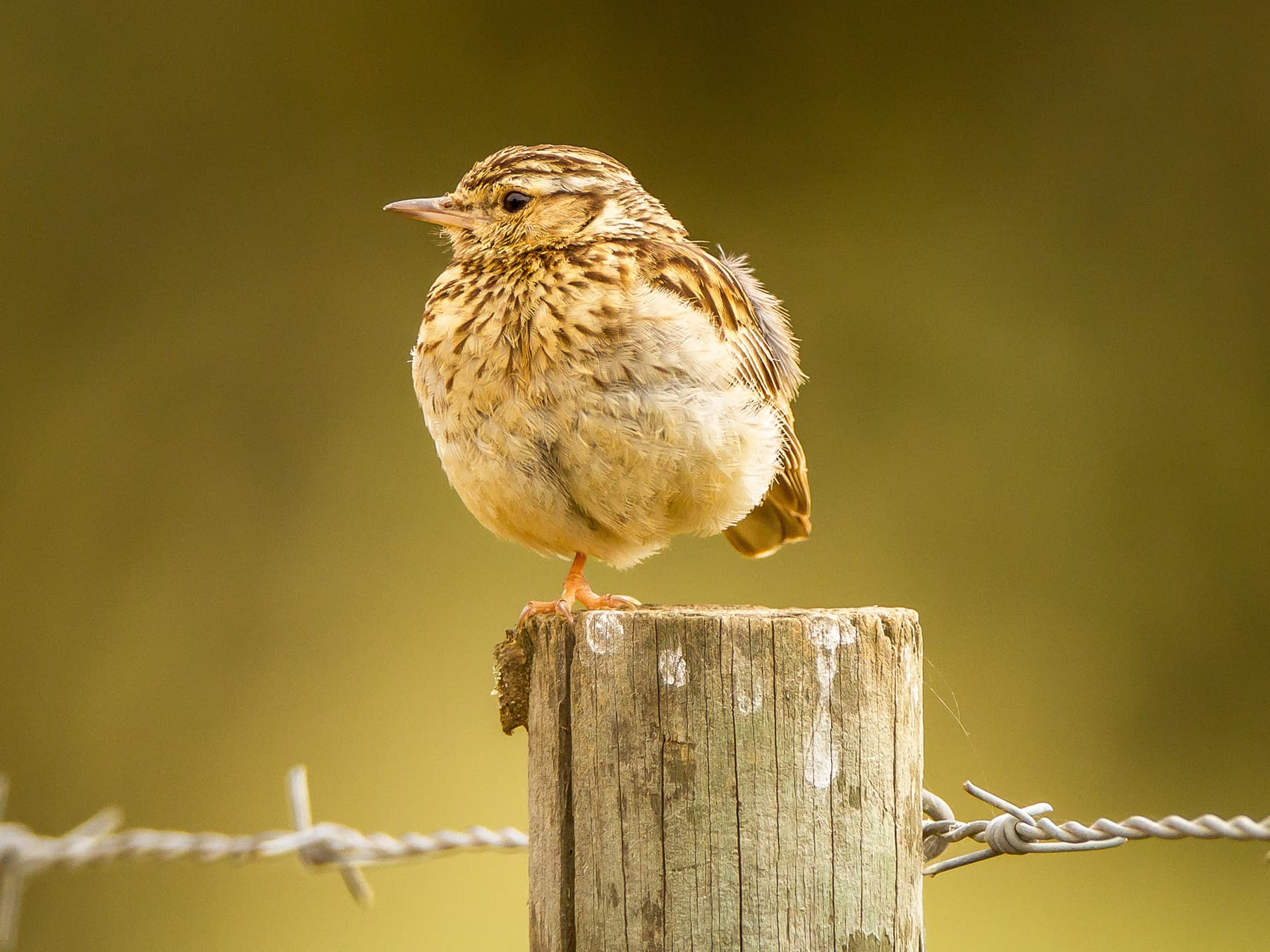 Woodlark standing on a post on one leg