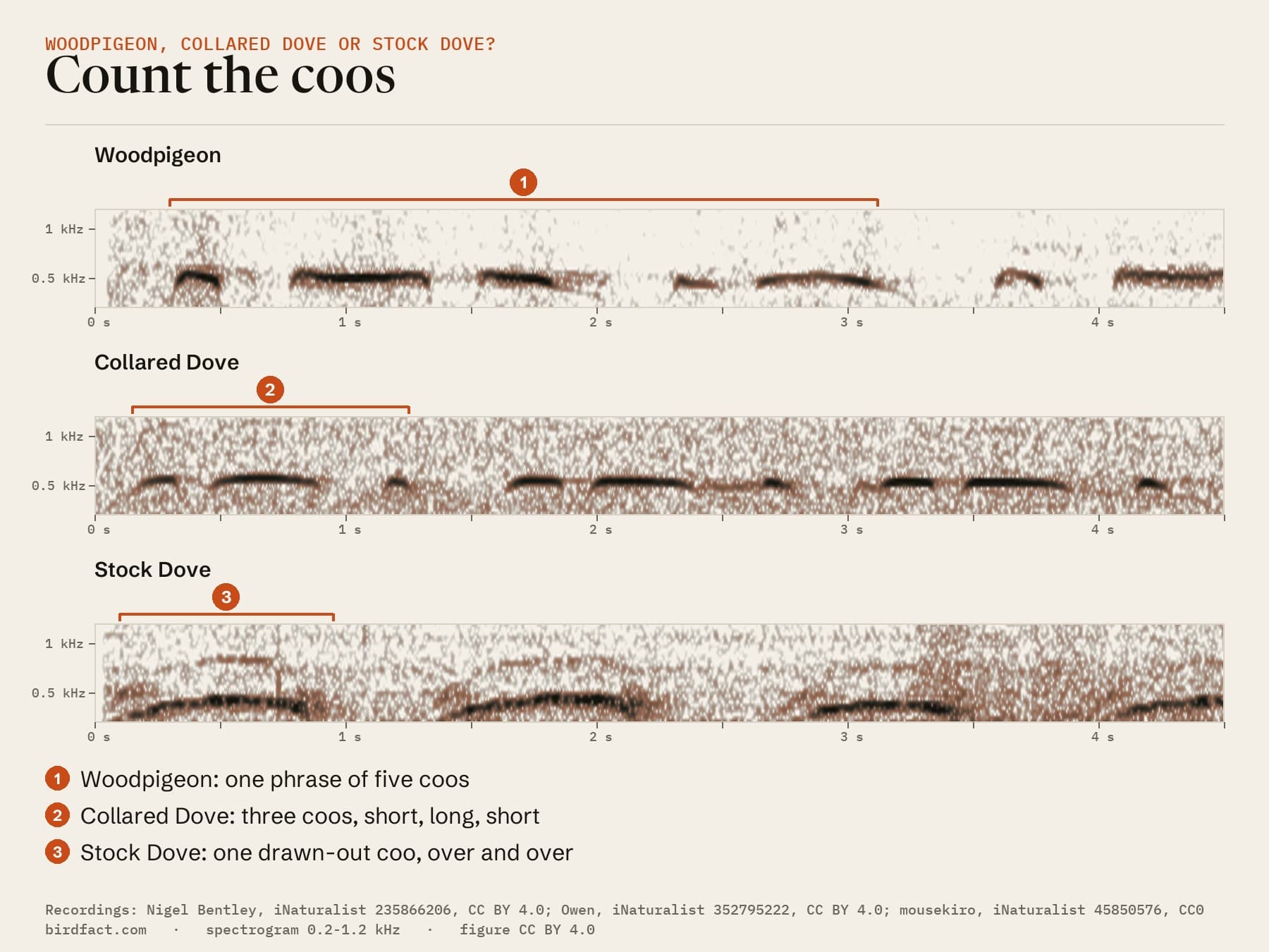 Spectrograms of a Woodpigeon, a Collared Dove and a Stock Dove on the same 4.5-second scale: one five-coo phrase, three-coo phrases of short, long, short, and slow single drawn-out coos