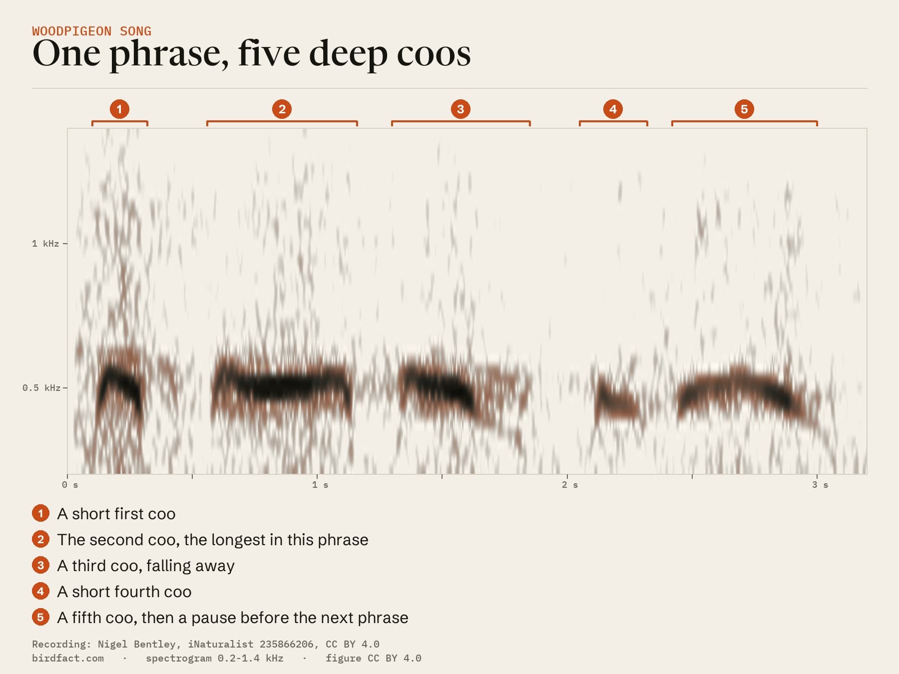 One Woodpigeon song phrase from Polegate as a spectrogram, its five coos numbered: a short first coo, the long second coo, a falling third, a short fourth and a fifth before the pause